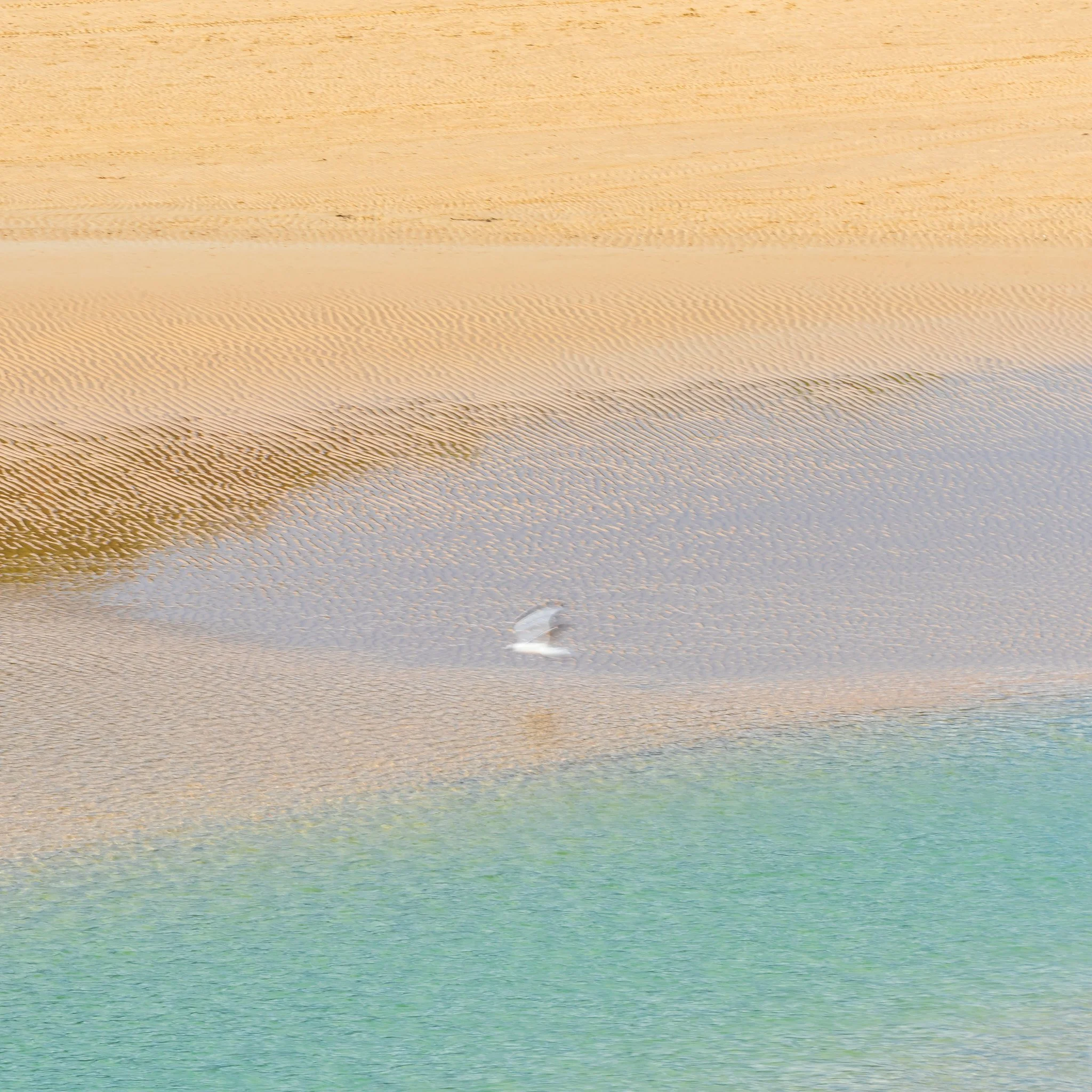A sandy beach with rippled patterns, shallow water, and a seagull standing near the shoreline.