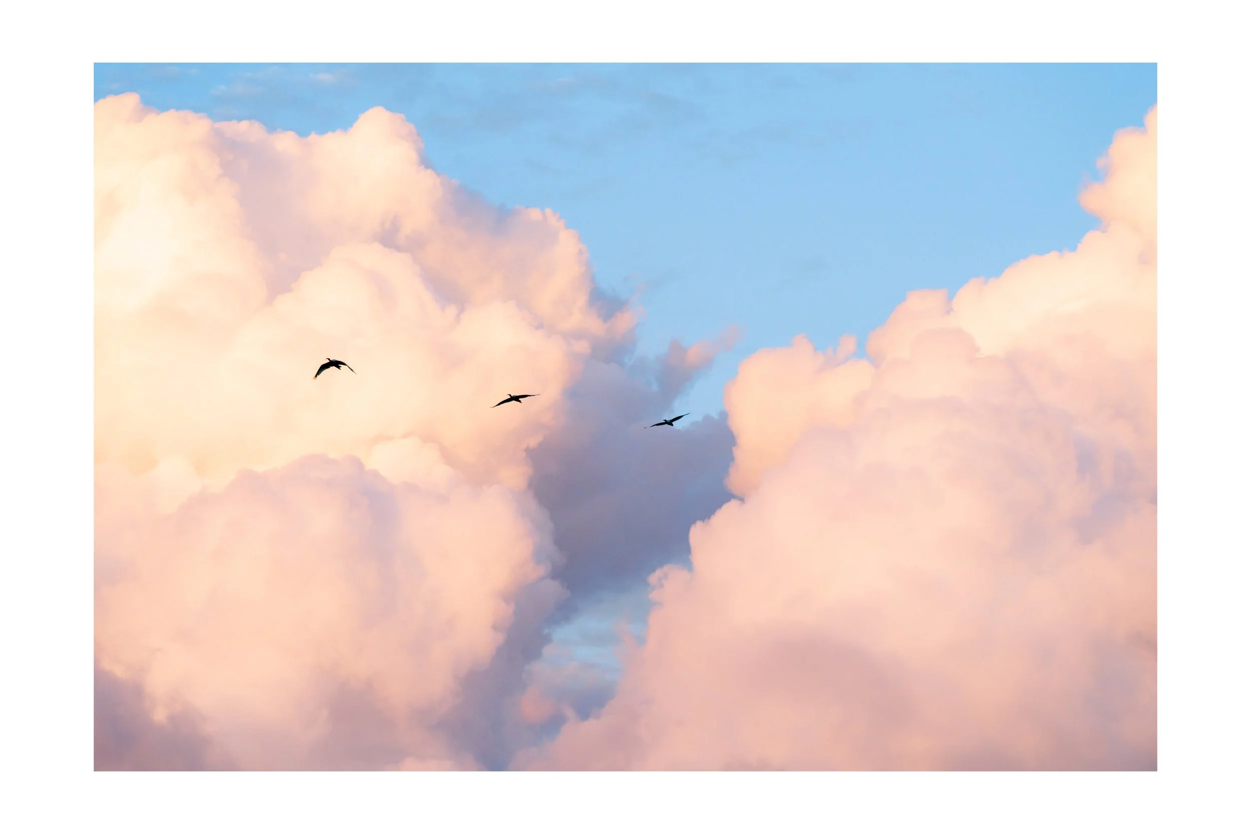Pink and orange clouds with blue sky in the background and three birds flying. northern Queensland
