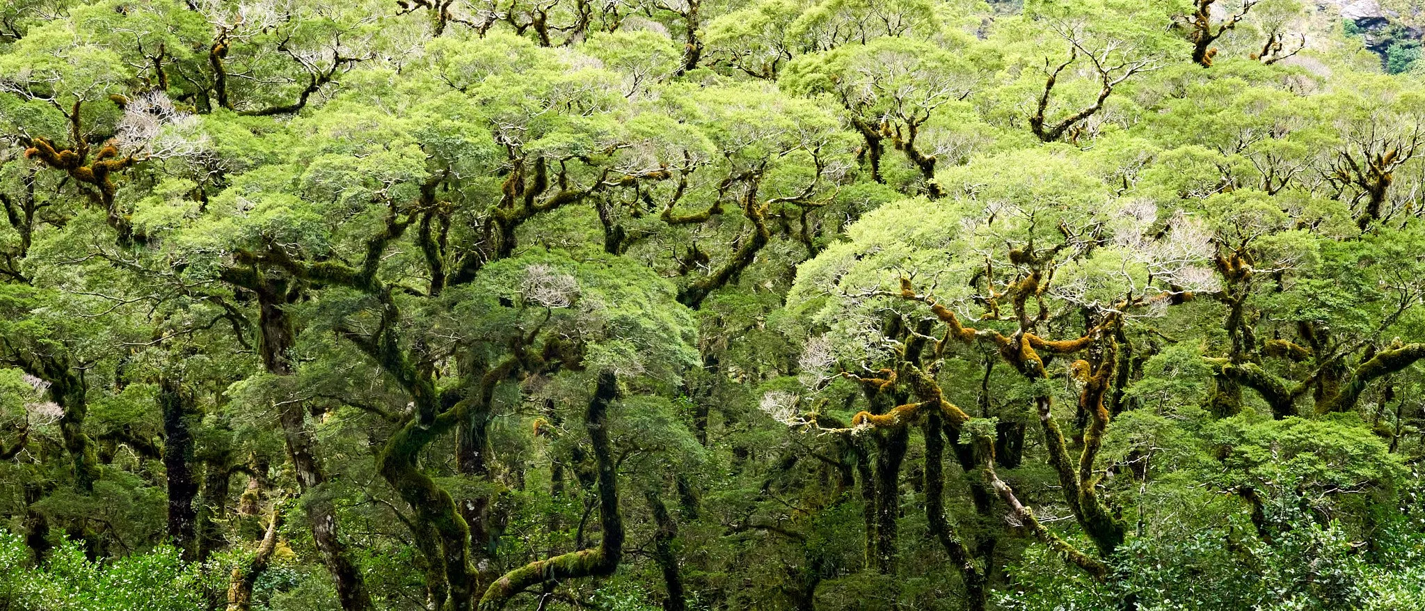 Dense forest with tall, twisting trees covered in moss, lush green foliage, and a vibrant canopy
