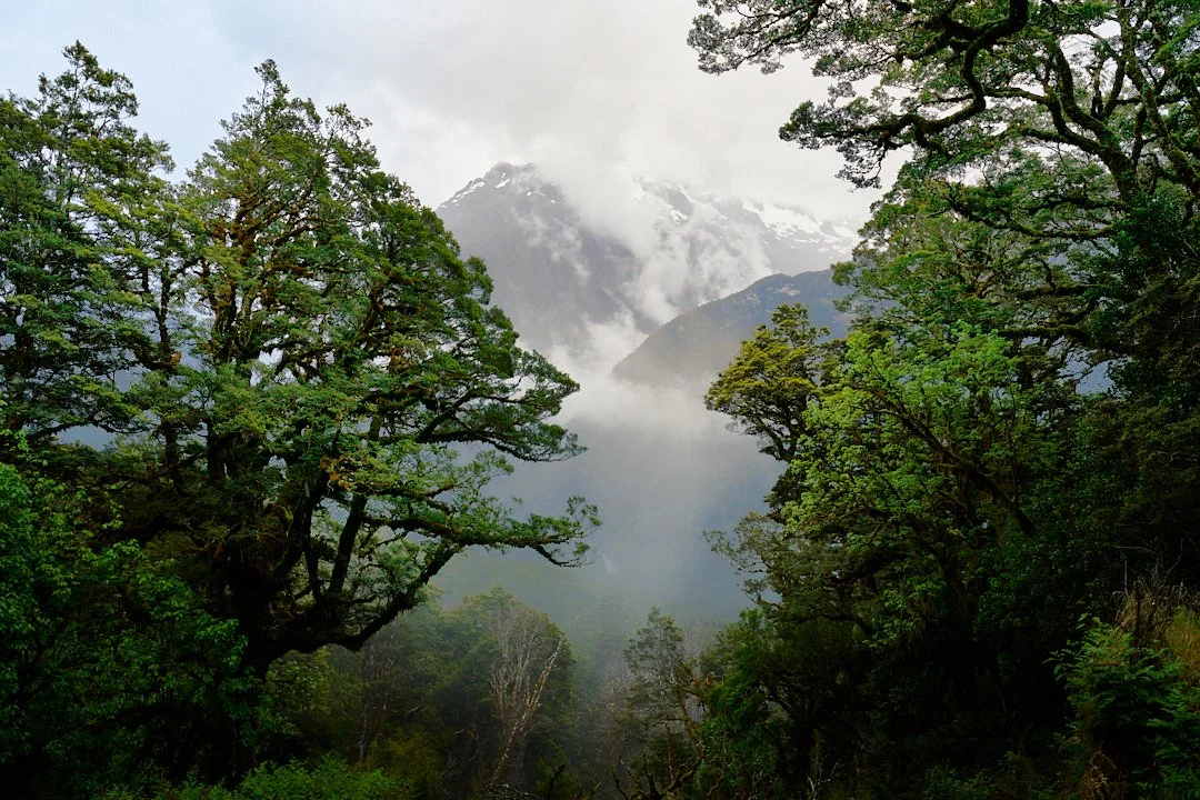 Dense forest with tall trees and mountain peaks shrouded in mist in the background.