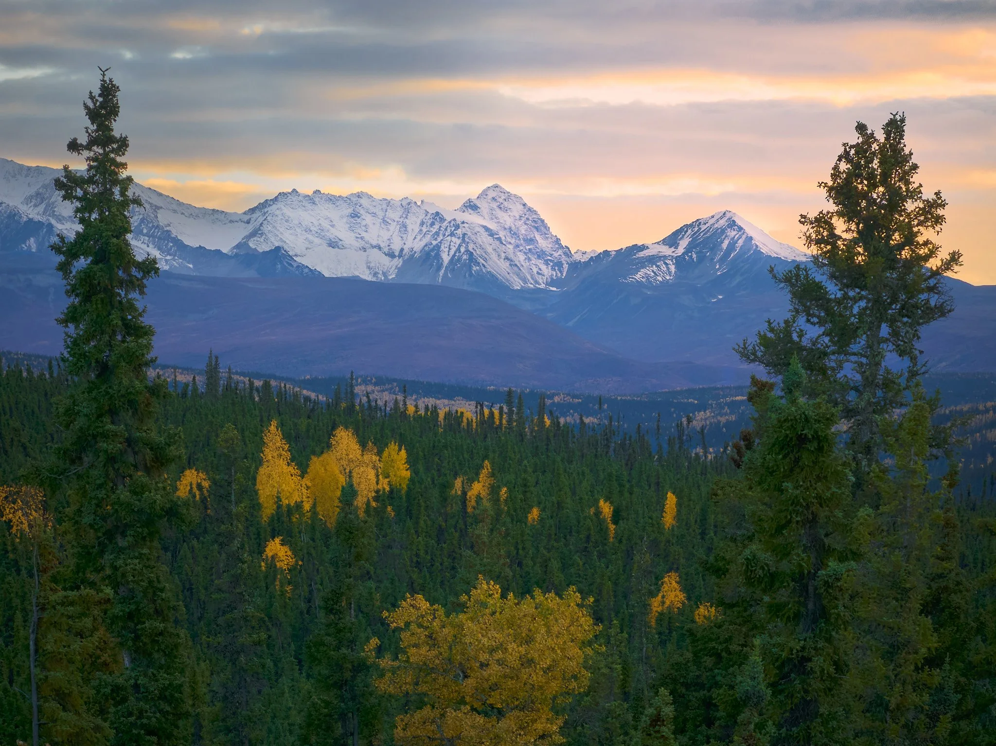Scenic view of snow-capped mountains at sunset, with a forest of green and yellow trees in the foreground.