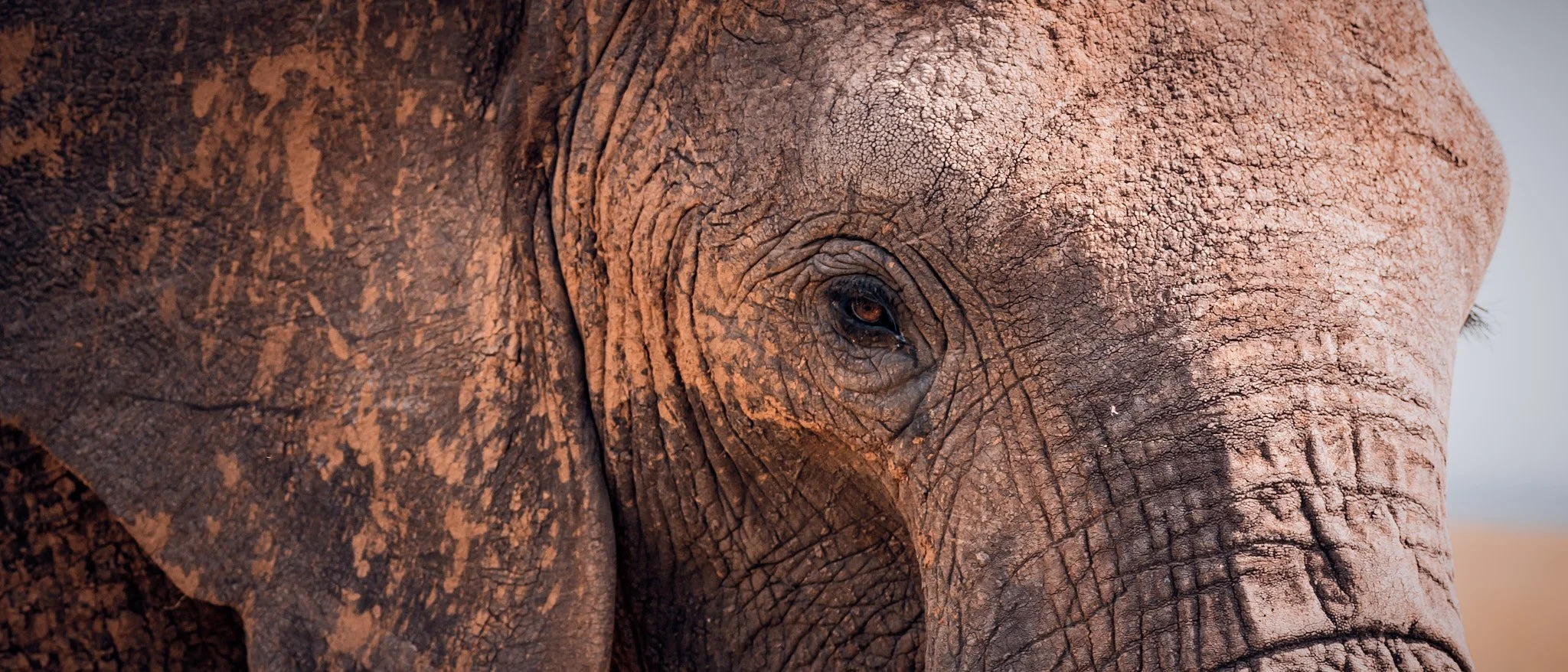 Close-up of an elephant's face, showing its eye, wrinkled skin, and trunk.