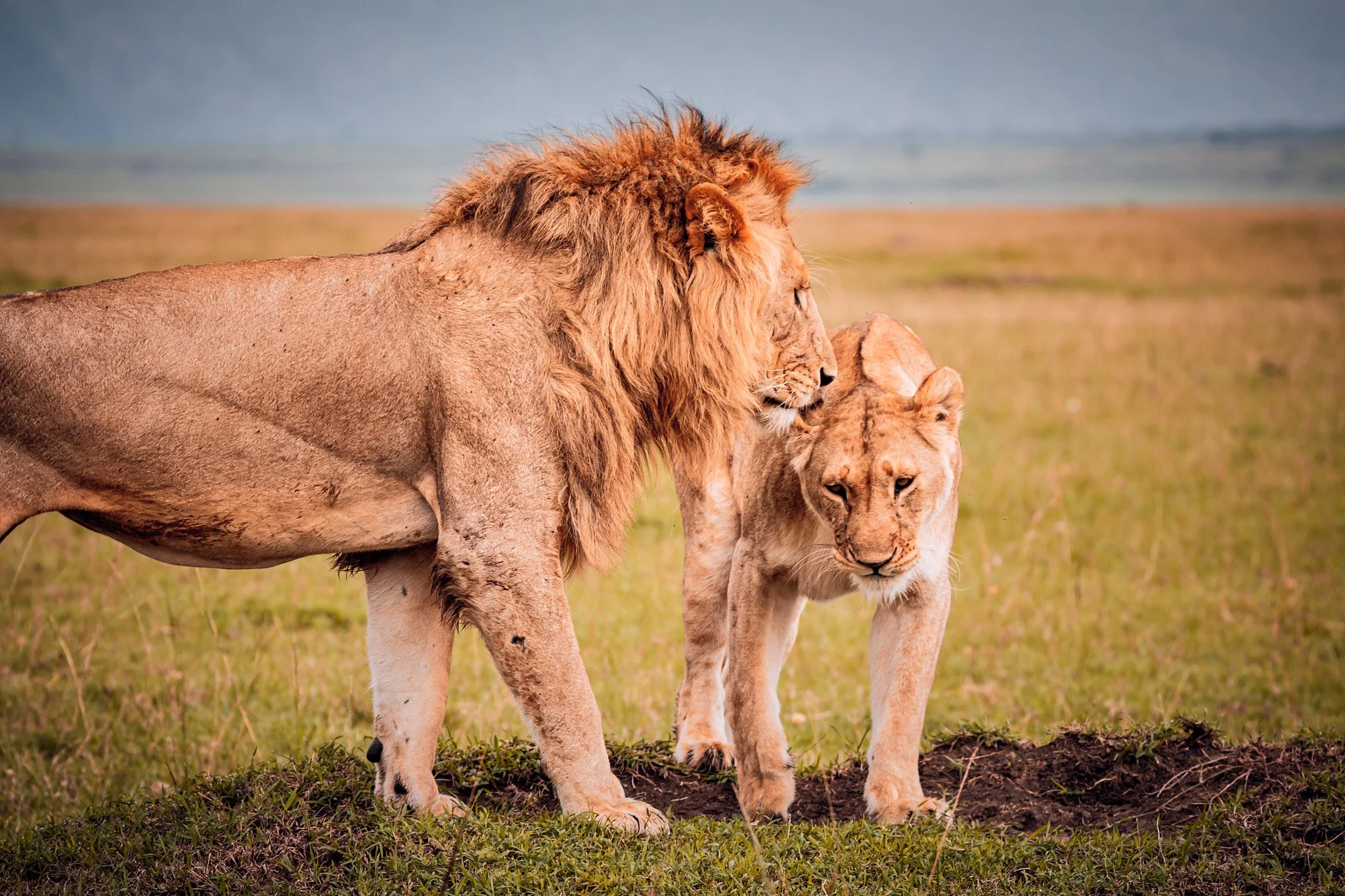A male lion and a female lion walking together in a grassy field with mountains in the background.