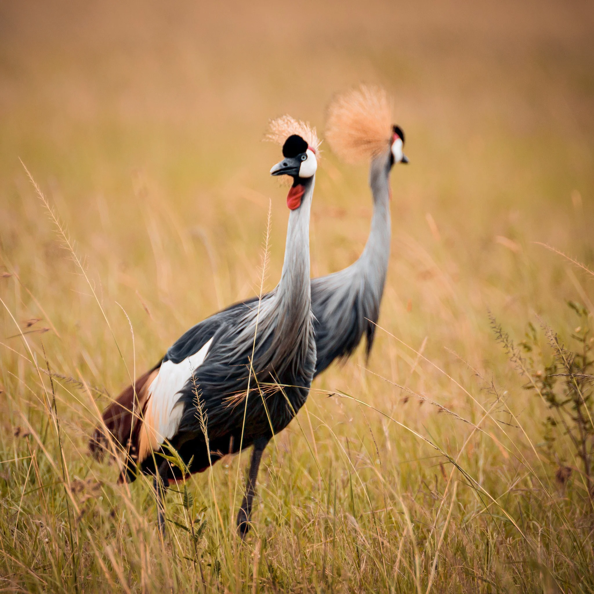Two cranes standing in tall grass in a natural habitat.