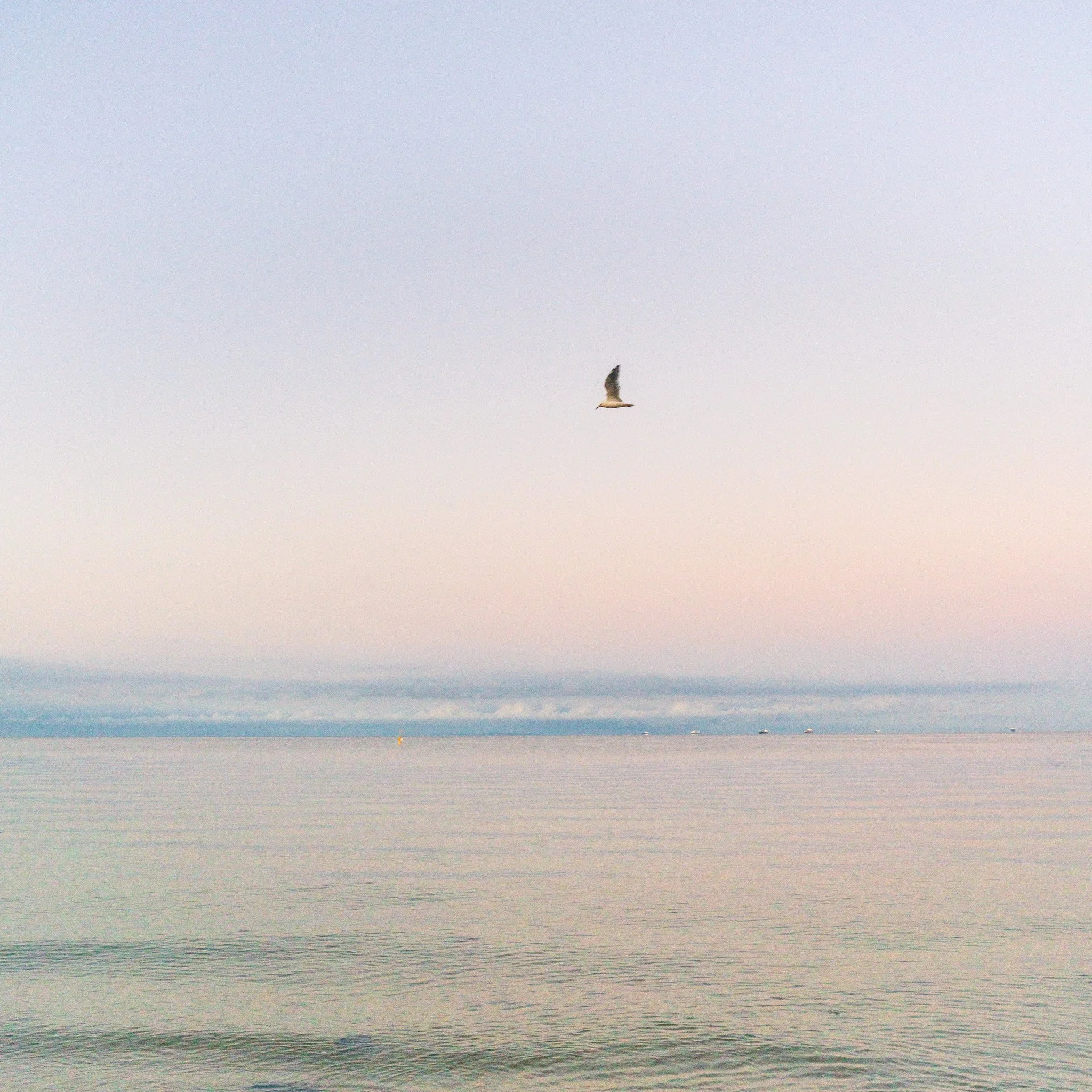 A bird flying over a calm body of water with a pastel-colored sky in the background.
