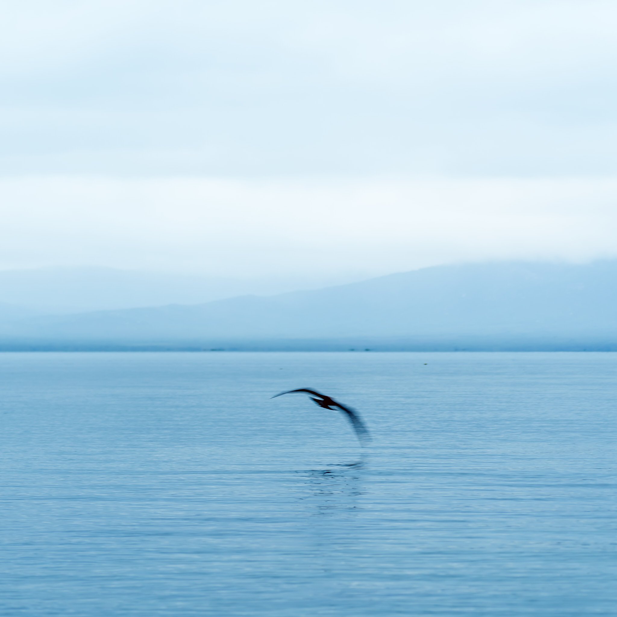 A bird flying low over a calm body of water with mountains and cloudy sky in the background.
