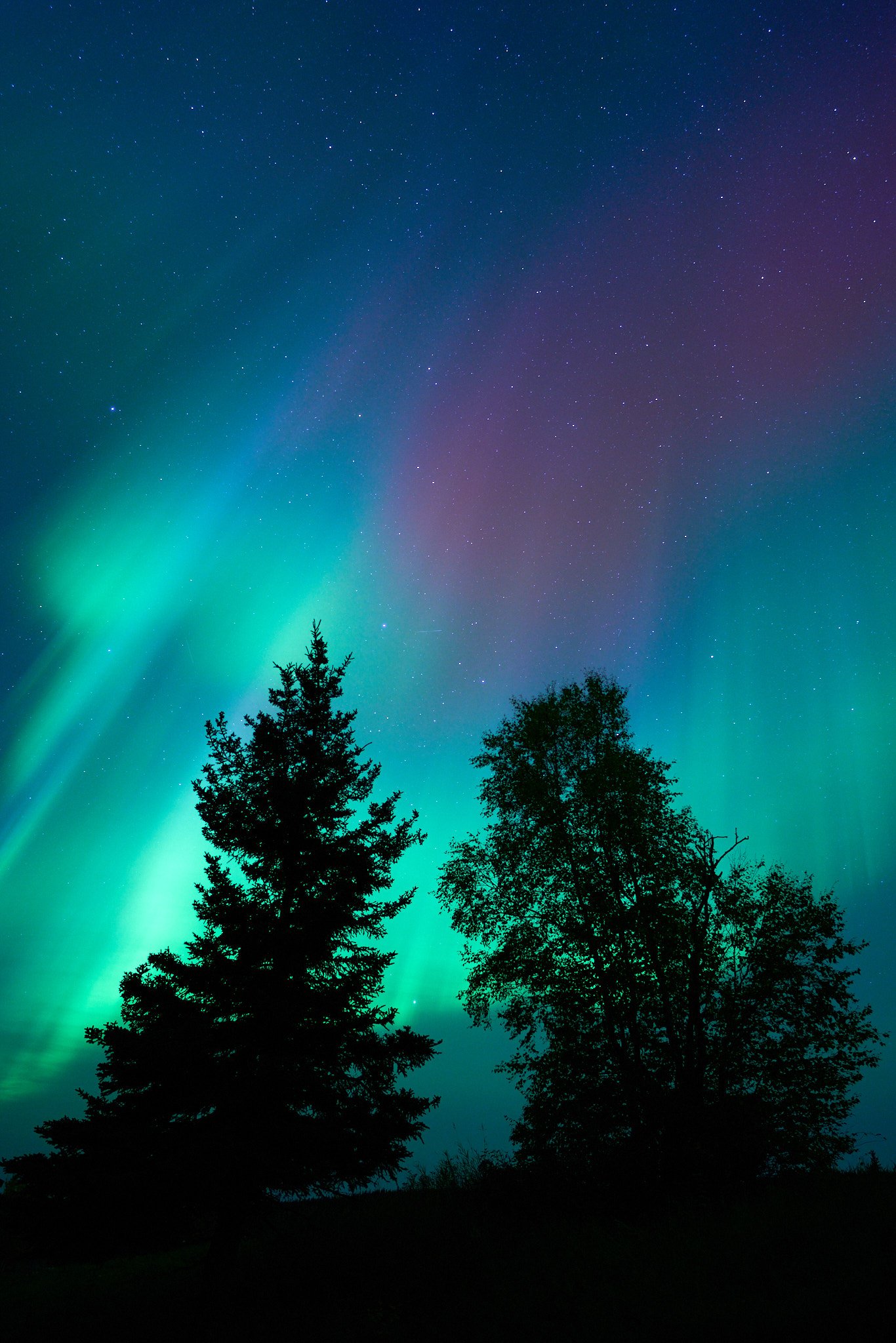 Silhouettes of trees against a colorful night sky with the Northern Lights and numerous stars.