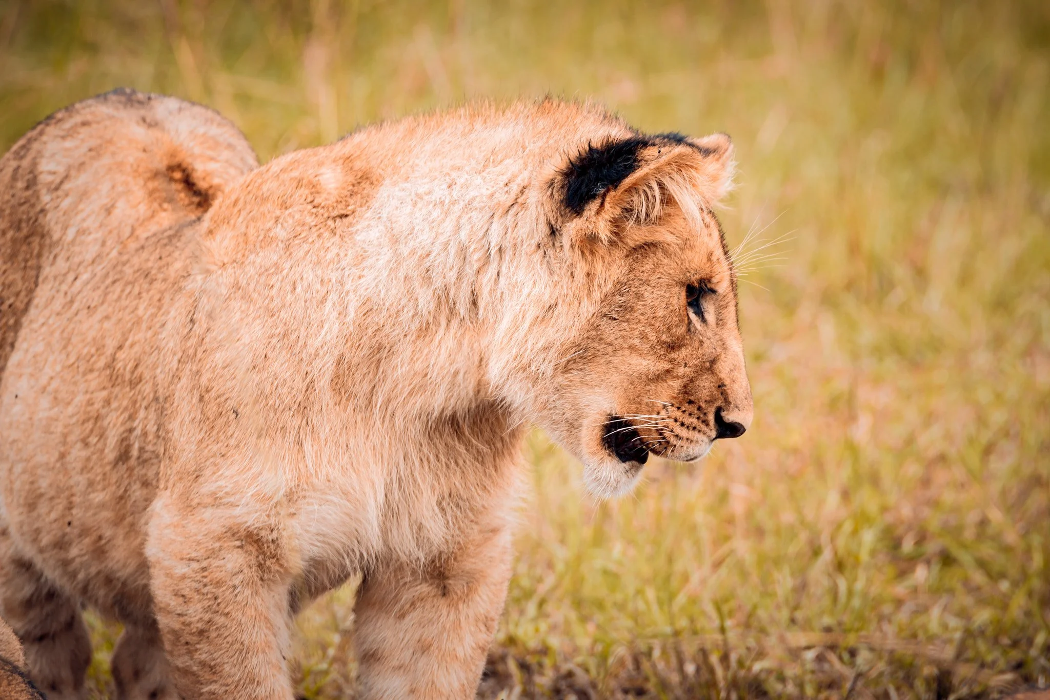 A lioness walking through tall grass in a natural habitat.
