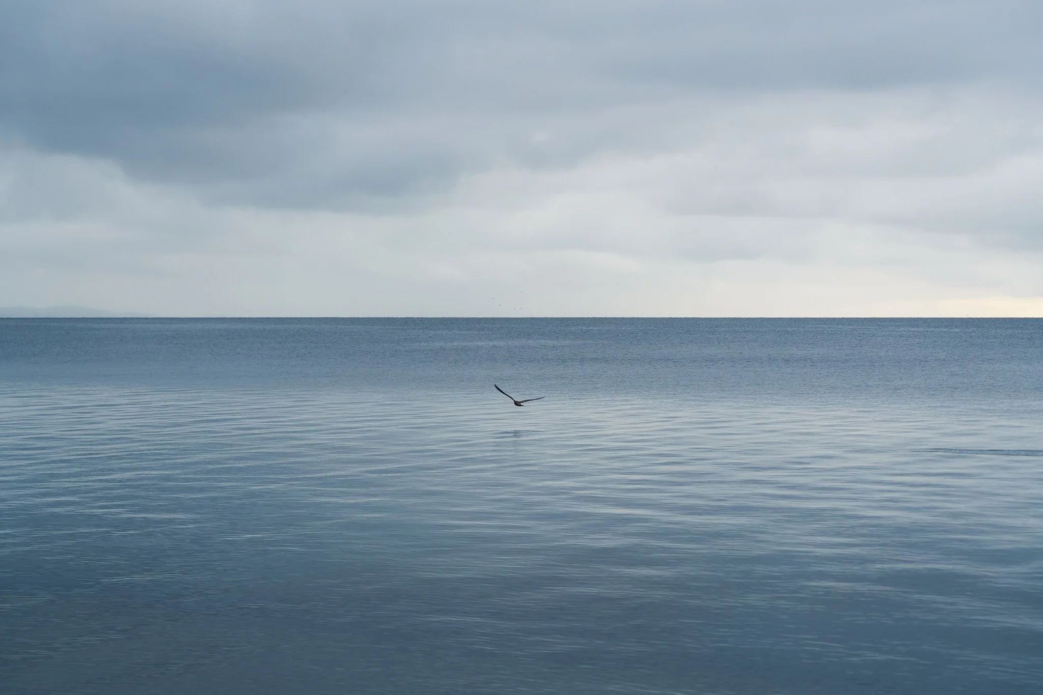 A calm ocean under a cloudy sky with a single bird flying low over the water.