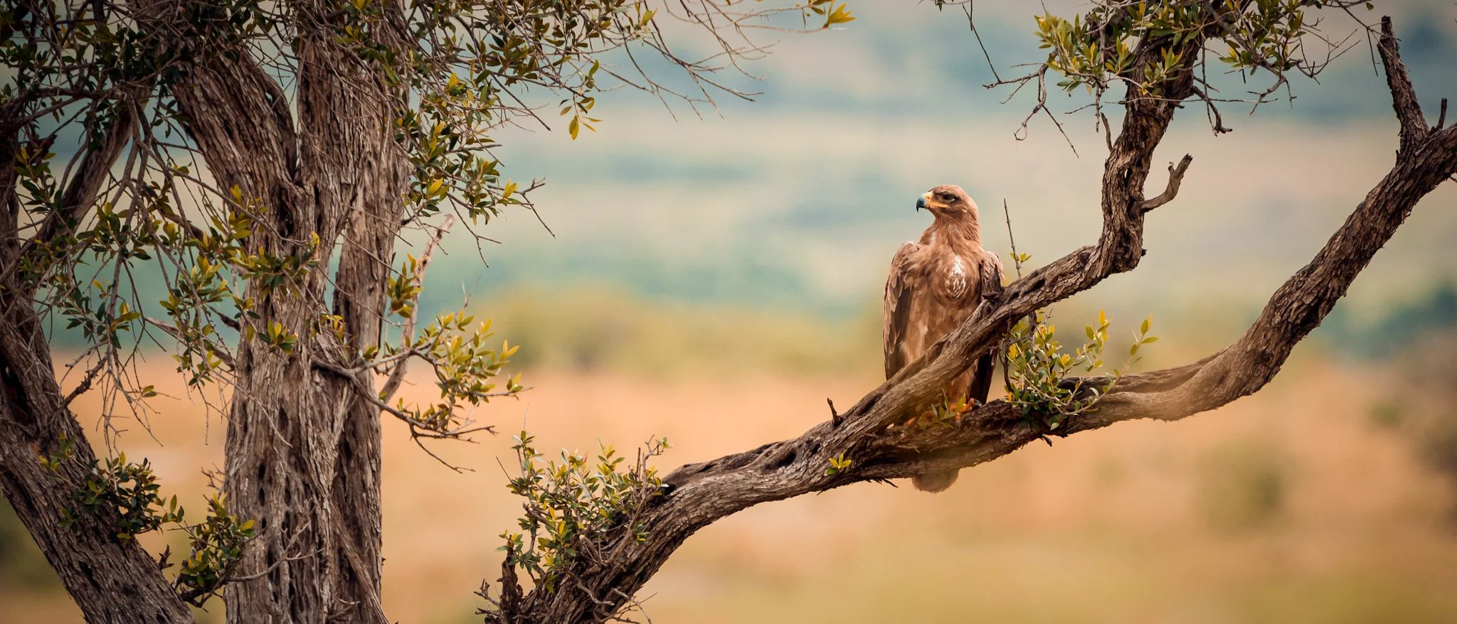 A bird of prey, possibly a hawk or eagle, perched on a branch of a tree with green leaves, in a natural outdoor setting.