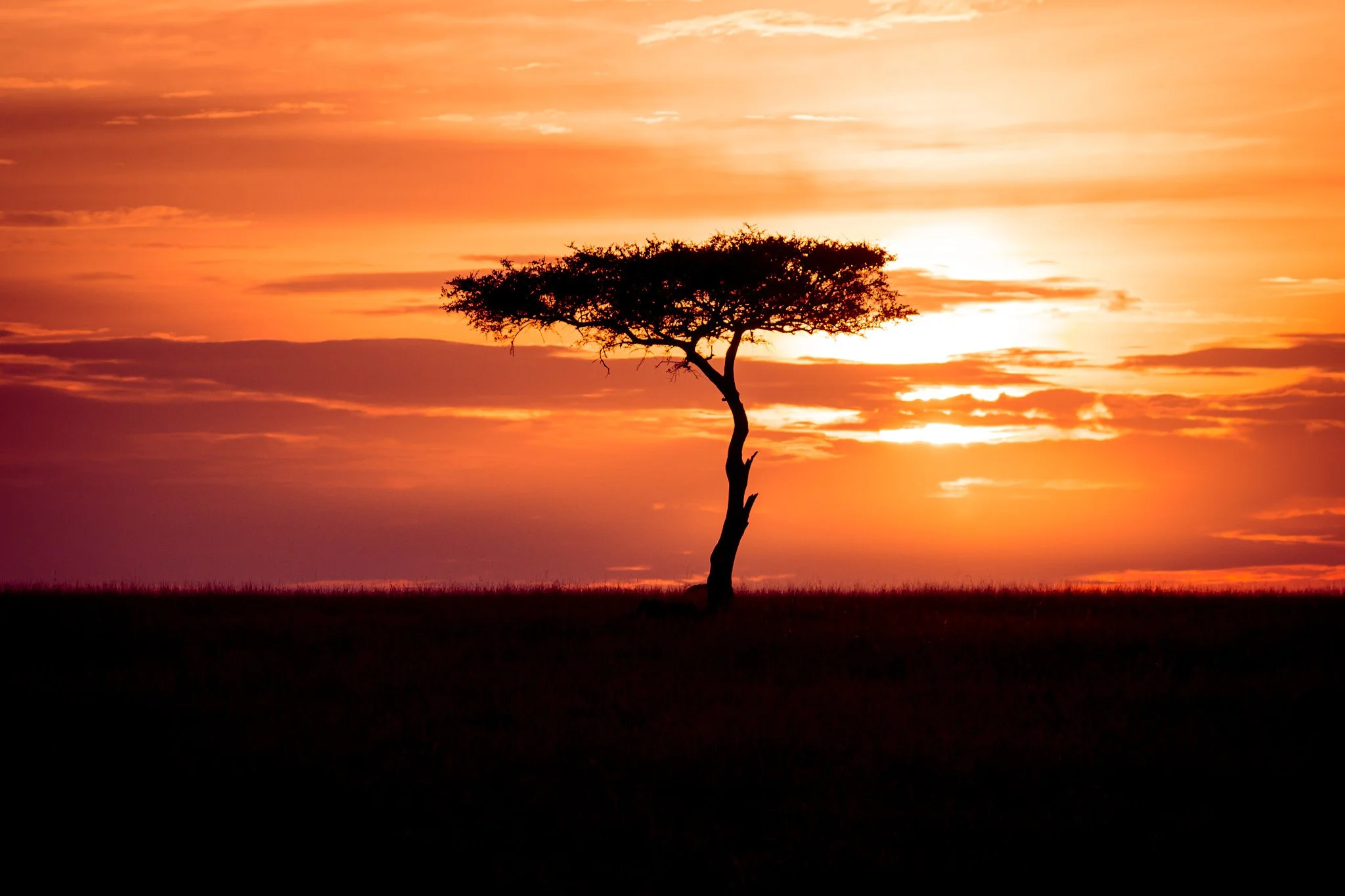 A solitary tree with a wide canopy stands in a grassy plain at sunset, with a vibrant orange and pink sky and scattered clouds in the background.