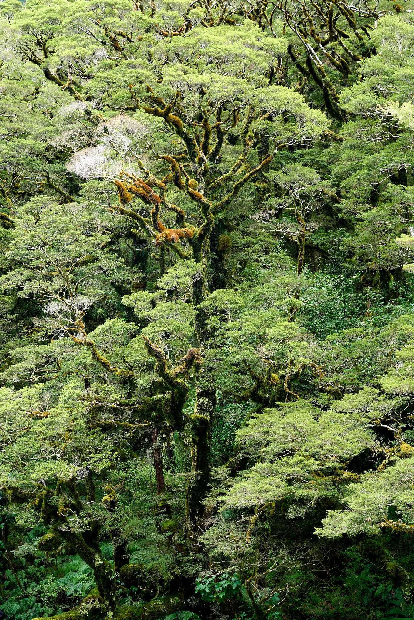 Lush green forest with moss-covered trees and dense foliage.