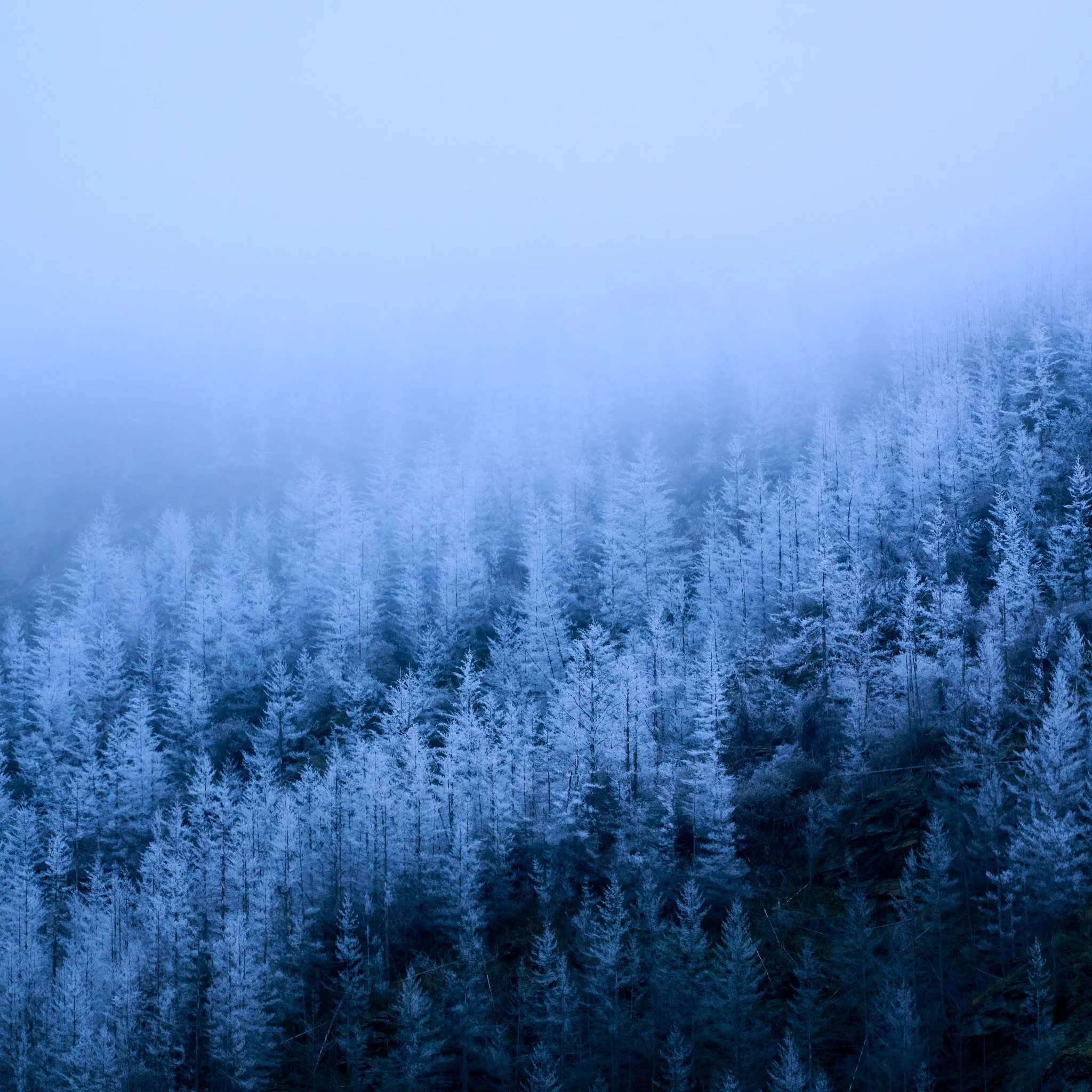 trees square (2).jpg