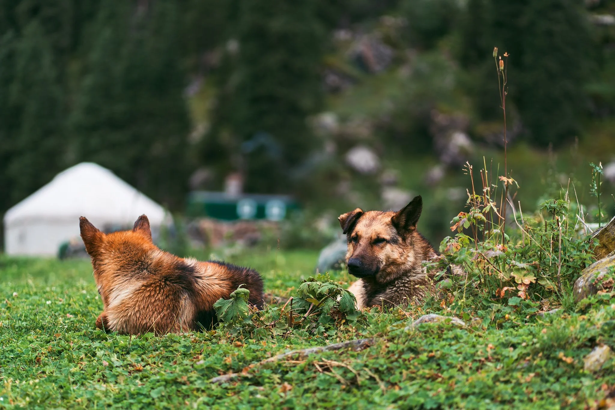 Two dogs resting on a grassy field with a tent and trees in the background.