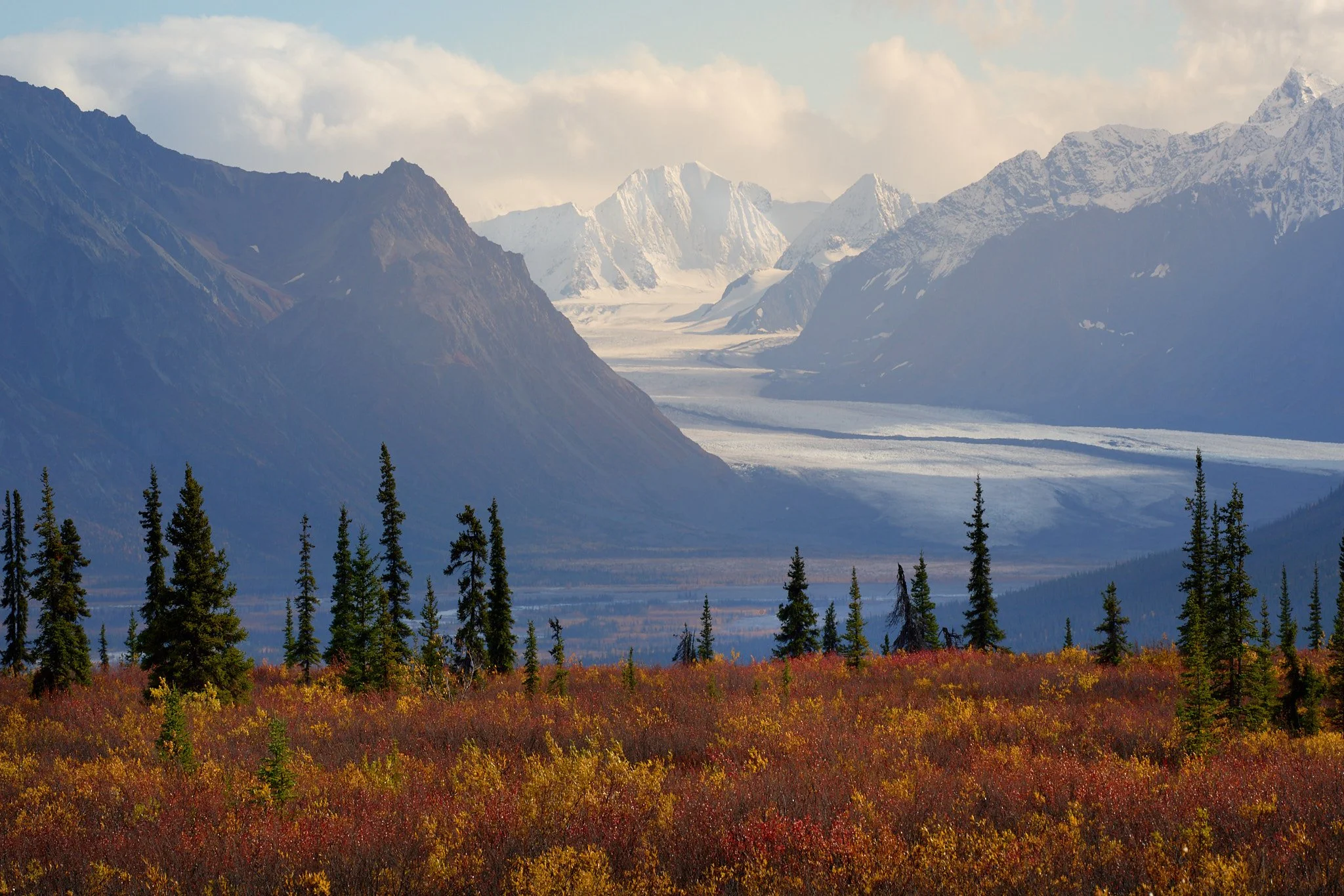 Mountain landscape with snow-capped peaks, a glacier, tall pine trees, and colorful fall foliage in the foreground.