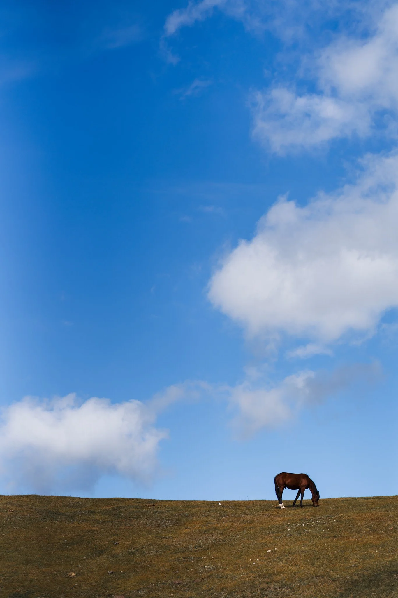 A single horse grazing on a grassy hill under a partly cloudy blue sky.