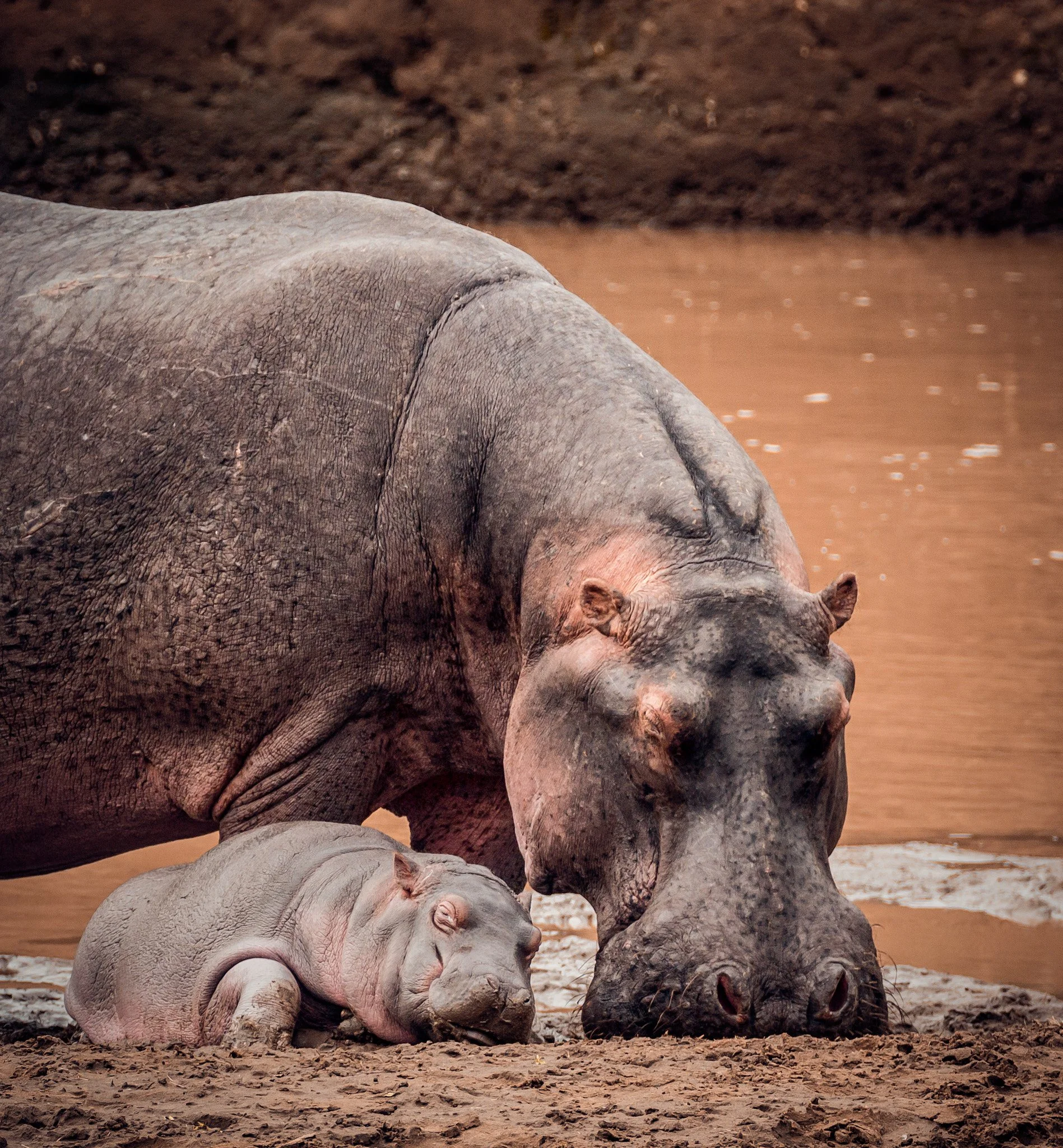 A large adult hippopotamus and its baby resting on muddy ground near water, with the adult hippo's head slightly lowered and the baby nestled close.