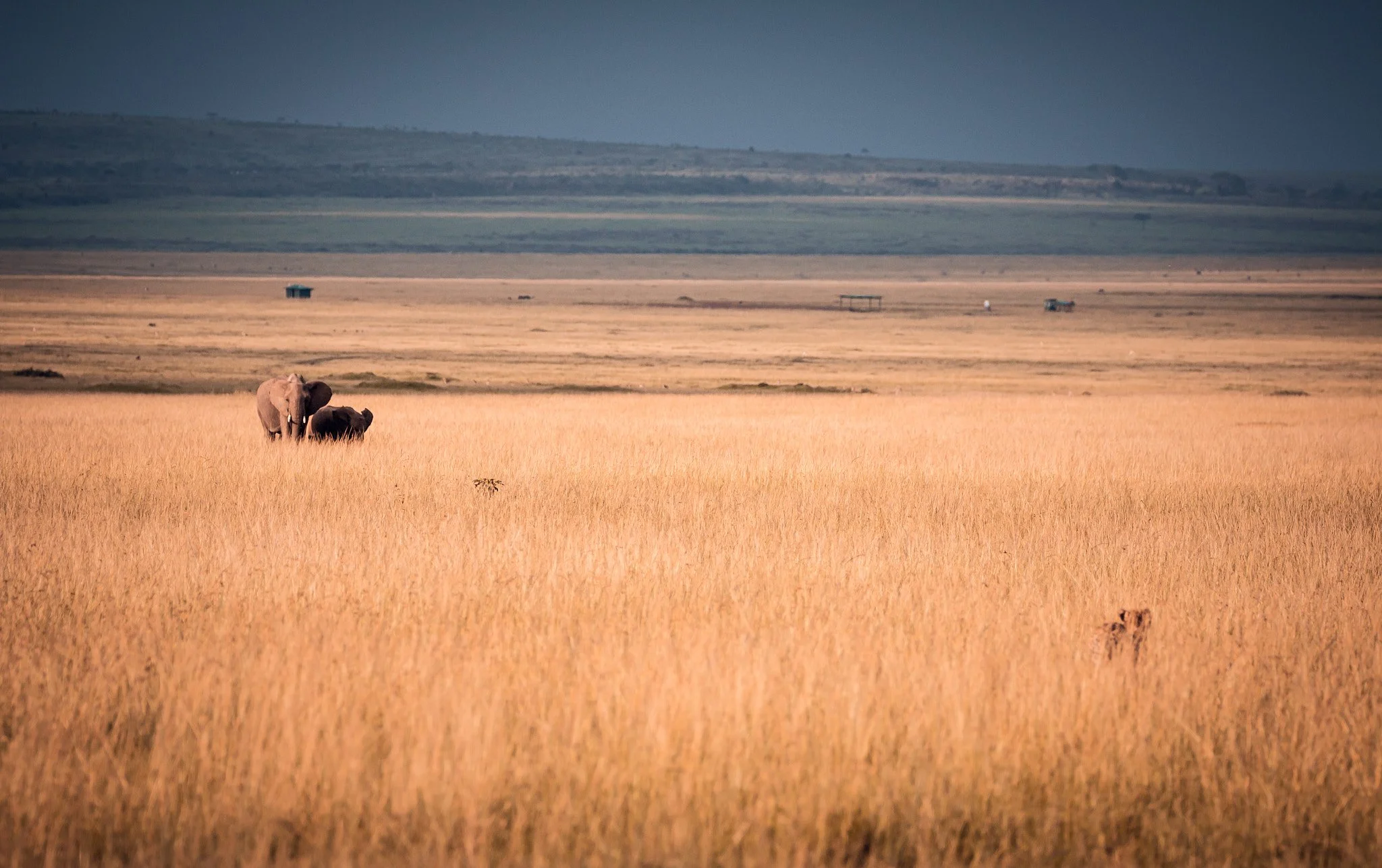 Two elephants in a grassy plain with small structures and distant hills in the background.