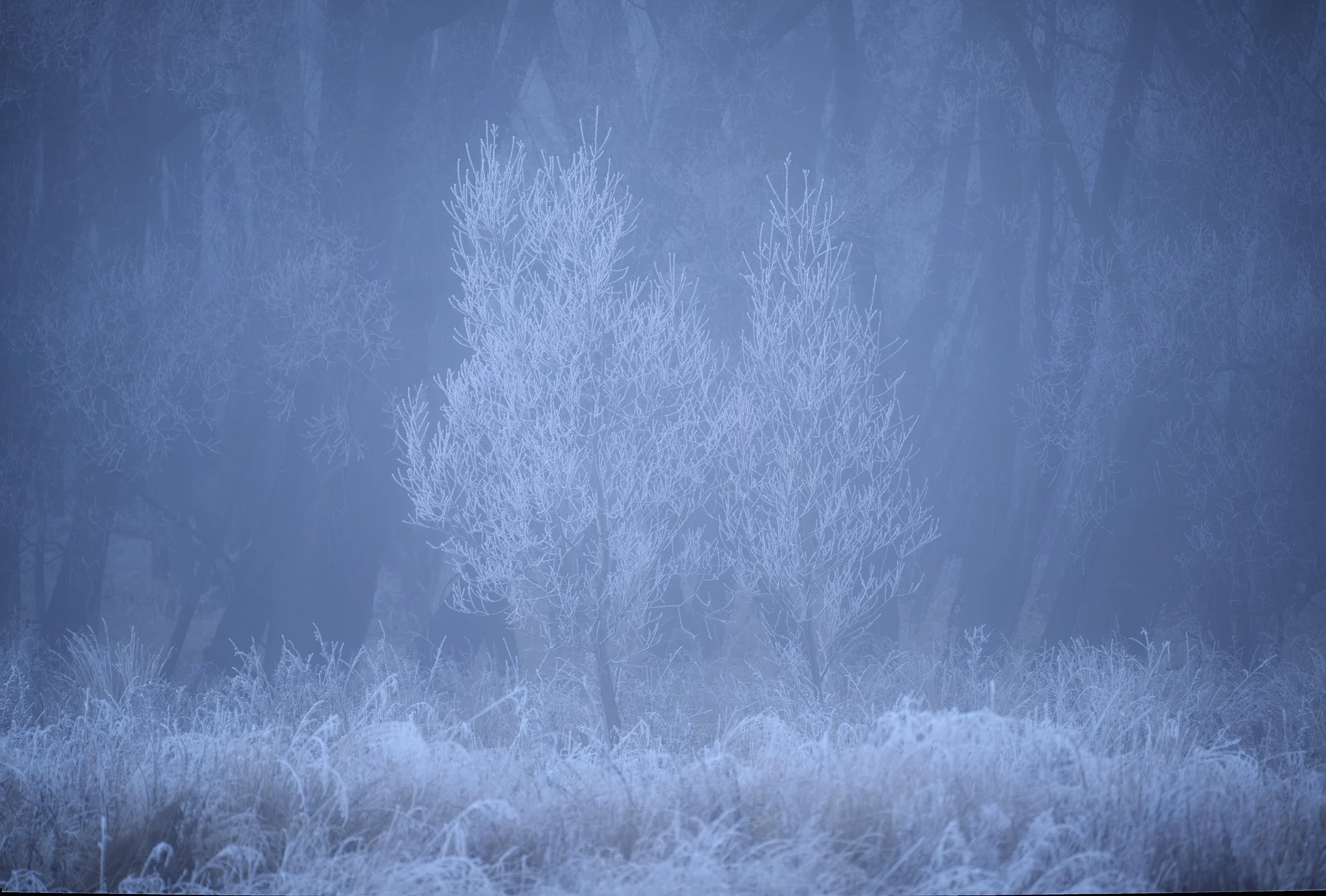 Frost-covered trees in a foggy winter landscape.