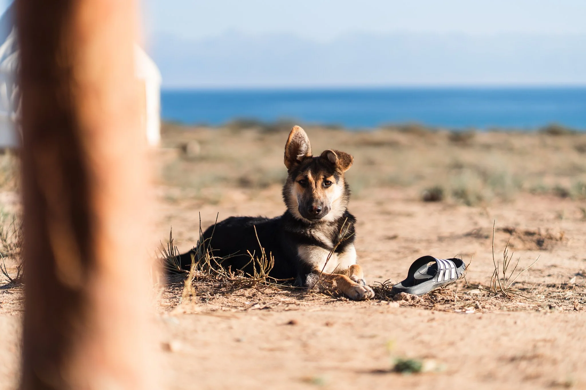 A dog lying on dry dirt near a black and white sandal, with a blurred wooden post on the left and a beach with blue ocean in the background.