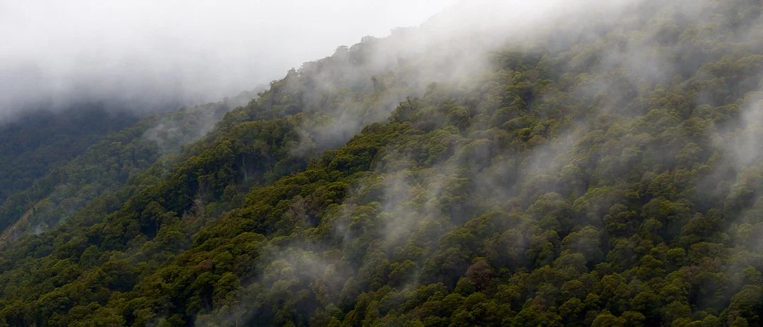 A foggy mountain landscape with dense green forest and mist rolling through the trees.