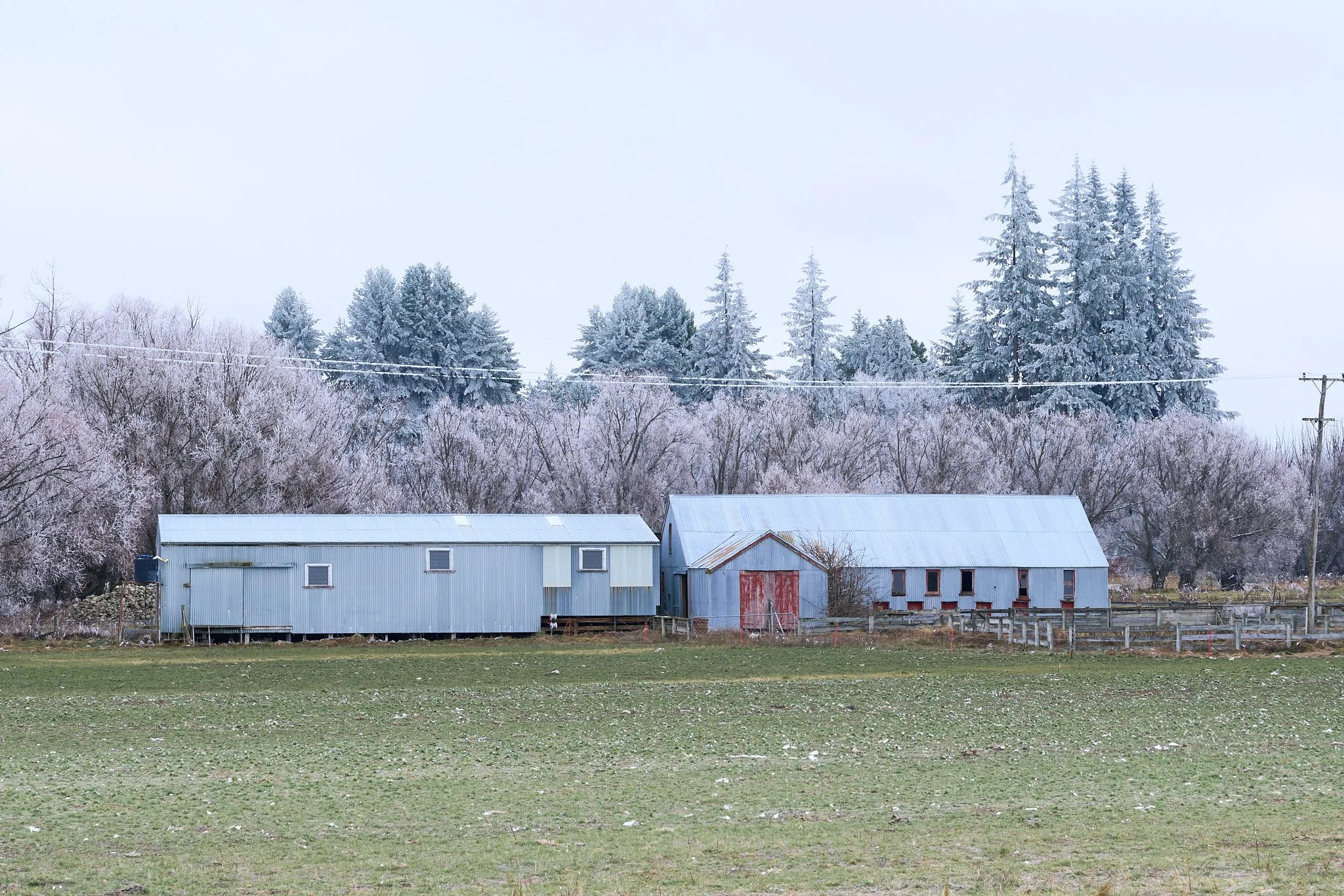 A rural scene with a large grassy field in the foreground and two old metal farm buildings, one painted light blue and the other rust-colored, set against a backdrop of frosty trees and evergreens under a cloudy sky.
