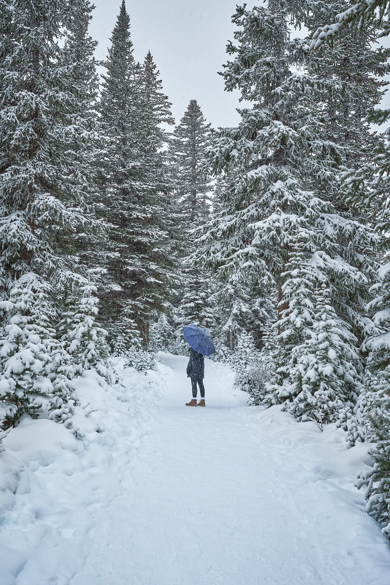 A person holding a blue umbrella walking on a snow-covered trail surrounded by tall, snow-laden evergreen trees in a winter forest.