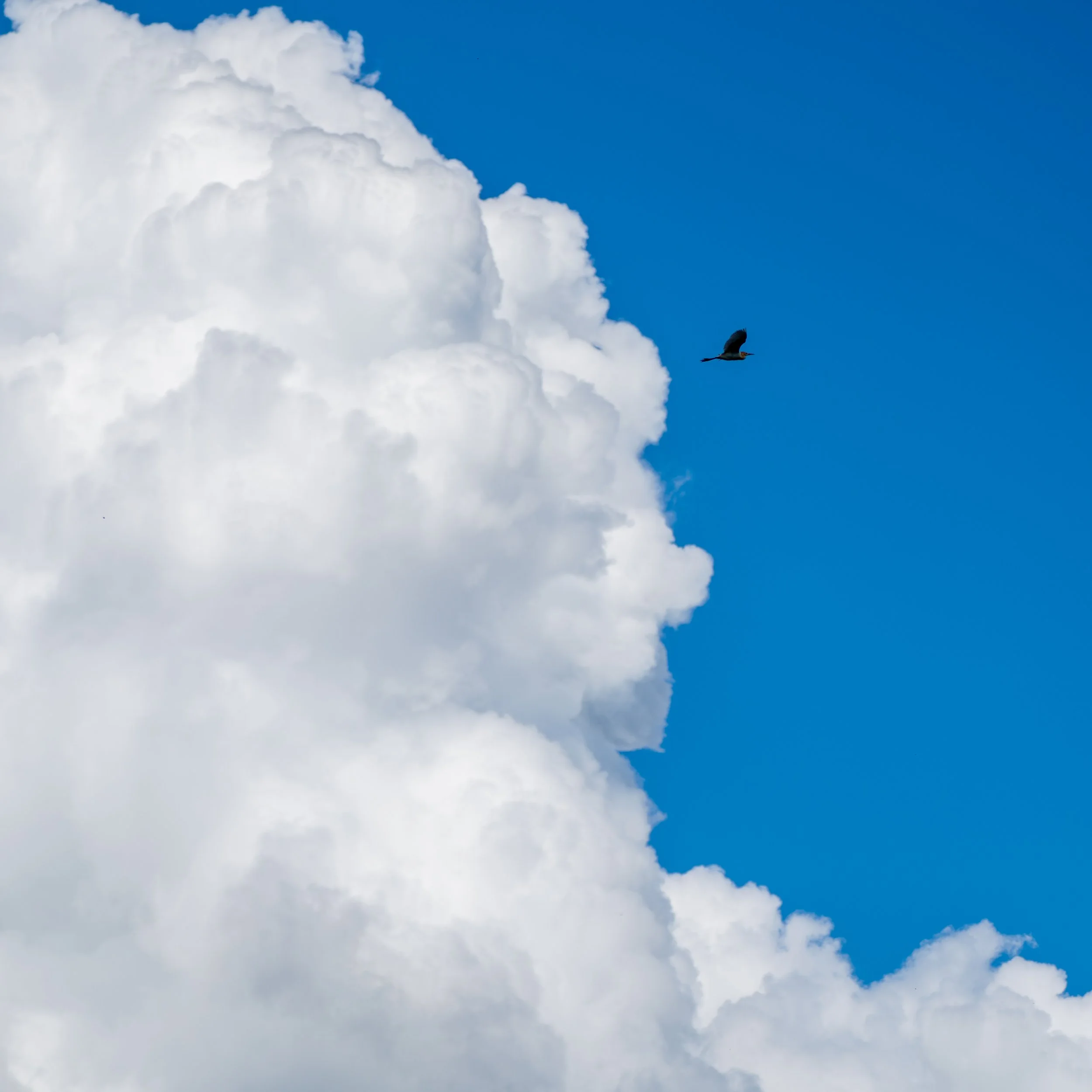 A bird flying near large white clouds in a blue sky.