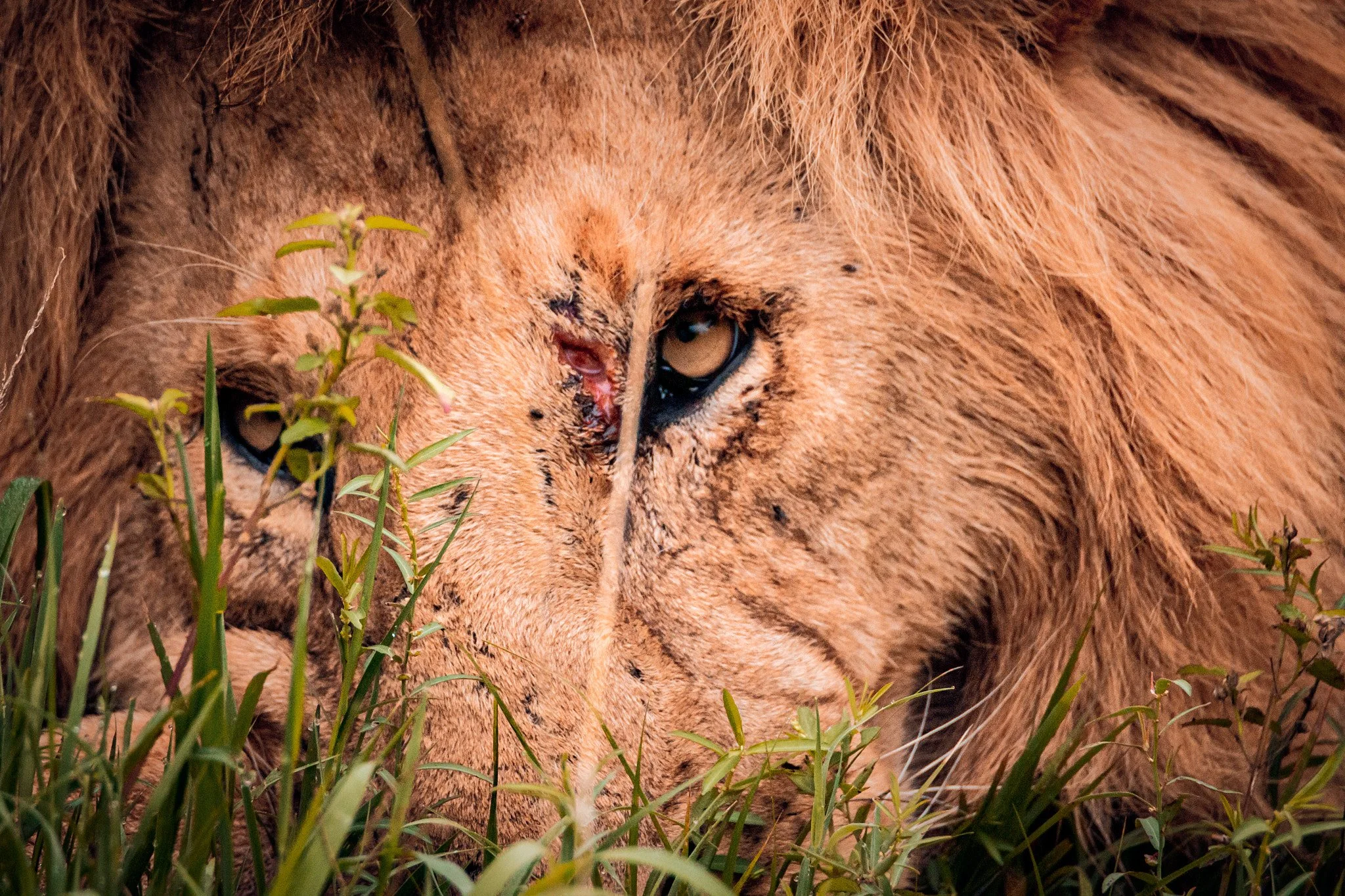 Close-up of a lion's face with visible wounds and scratches, surrounded by green grass.