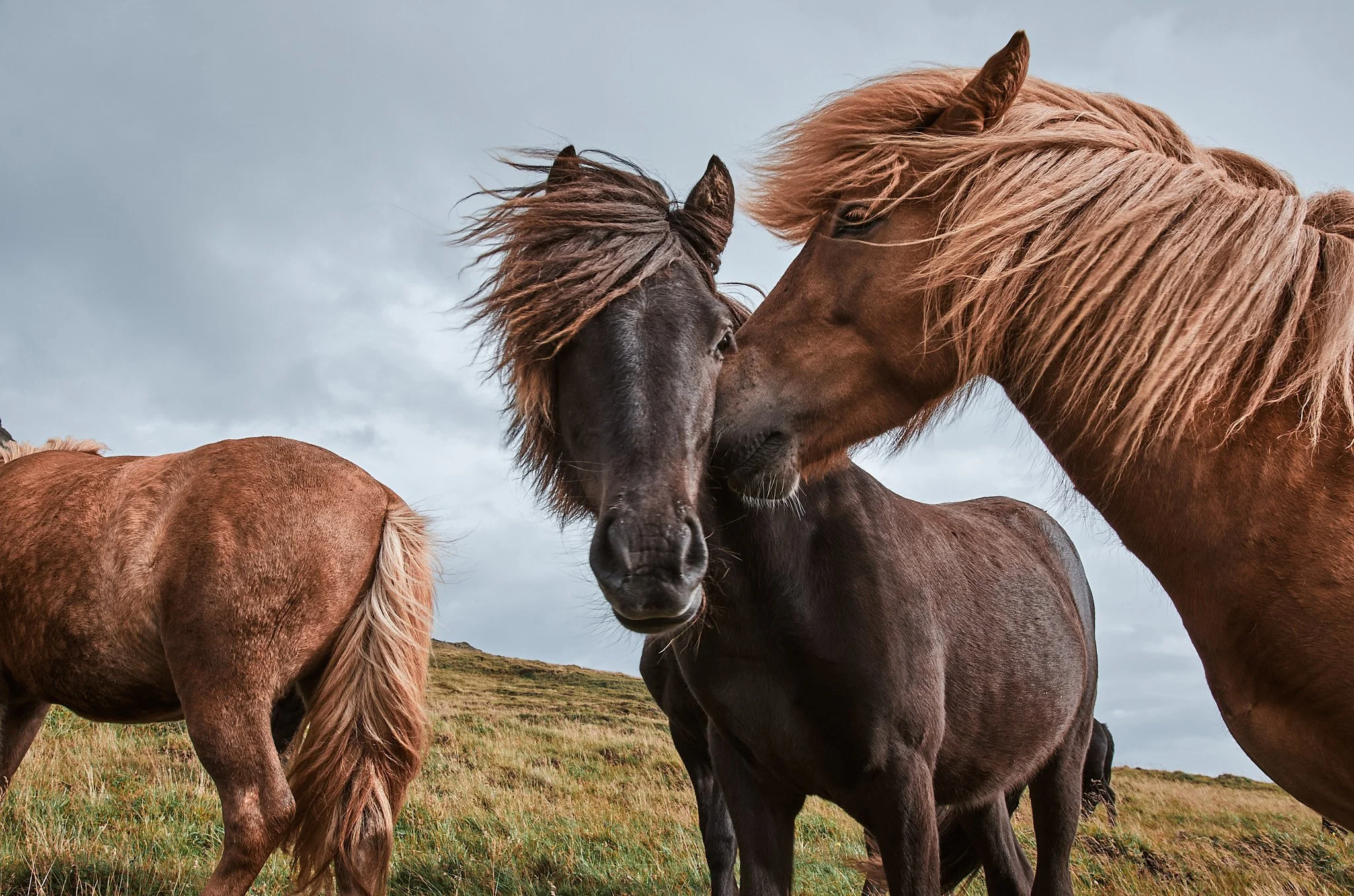 Wild Horses, Iceland