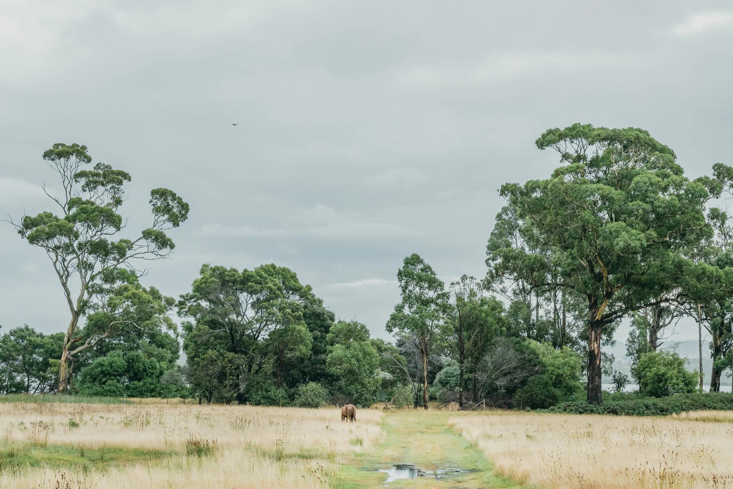 A grassy field with a dirt path running through it, surrounded by tall trees under a cloudy sky, with a horse grazing in the distance.