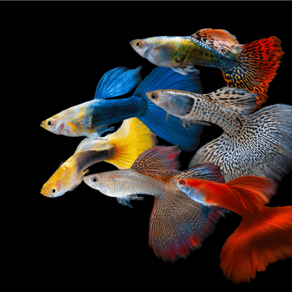Fiche technique du Guppy