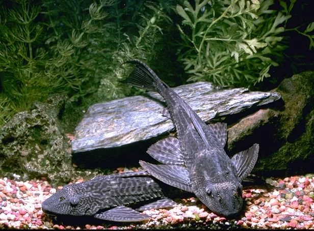 Fiche technique Plécostomus commun