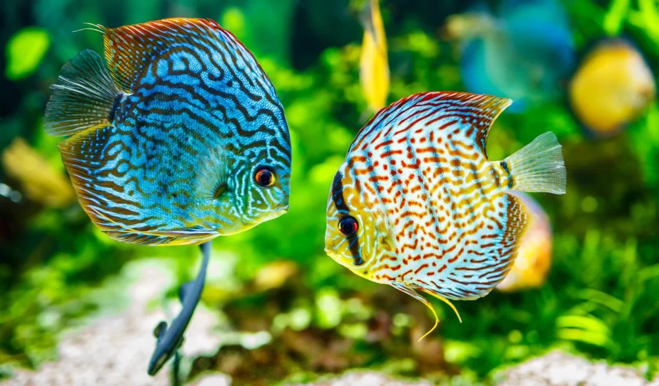 Fiche technique Discus