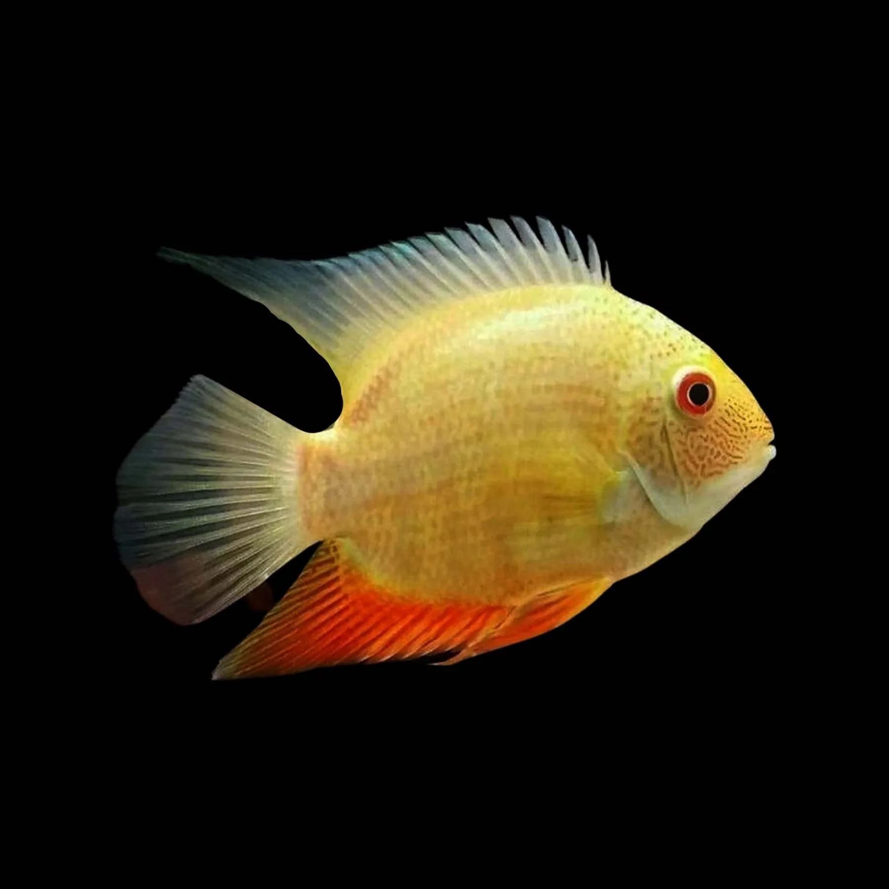SEVERUM GOLD (Heros efasciatus)