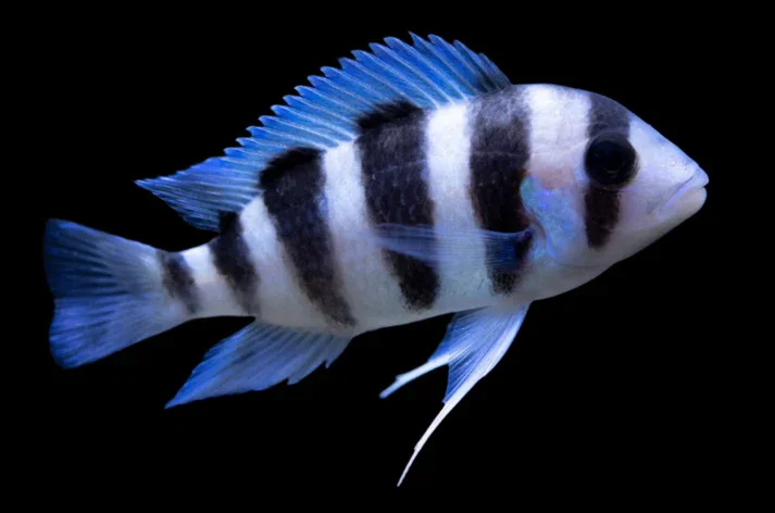 BURUNDI FRONTOSA (Cyphotilapia .sp Burundi)