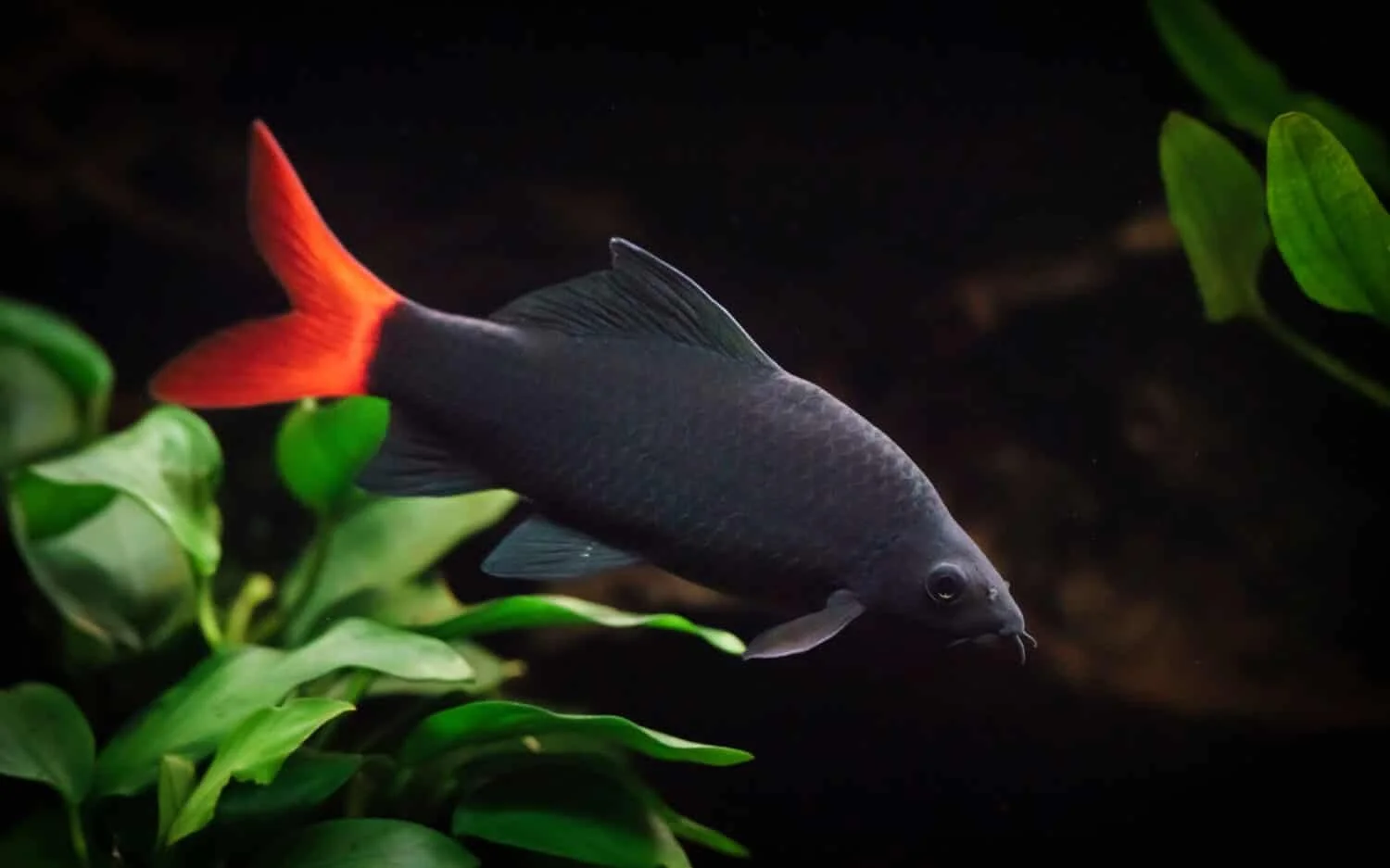 Fiche technique Red tail Black shark