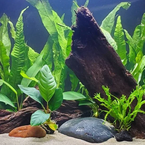 Quelles plantes avec des monsters fish