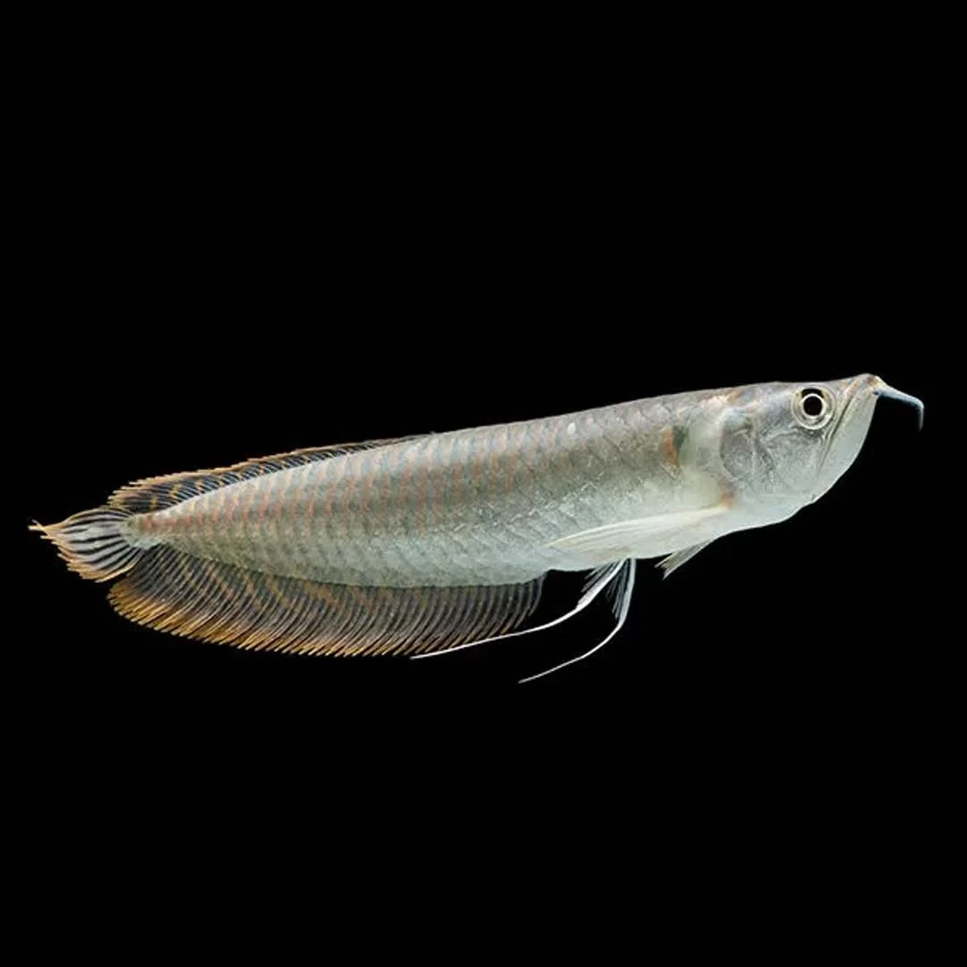 Fiche technique de l’Arowana