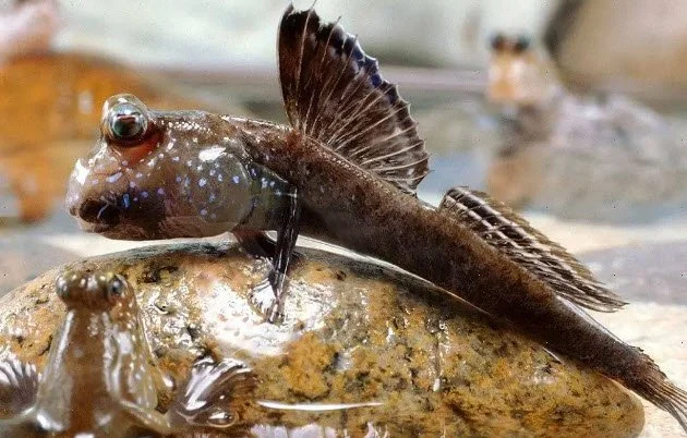 Fiche technique Periophtalmus barbarus « West African Mudskipper »