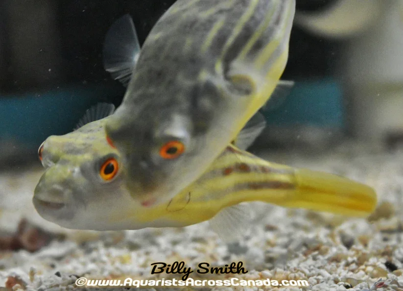 Fiche technique FAHAKA PUFFER (Tetraeodon Lineatus)