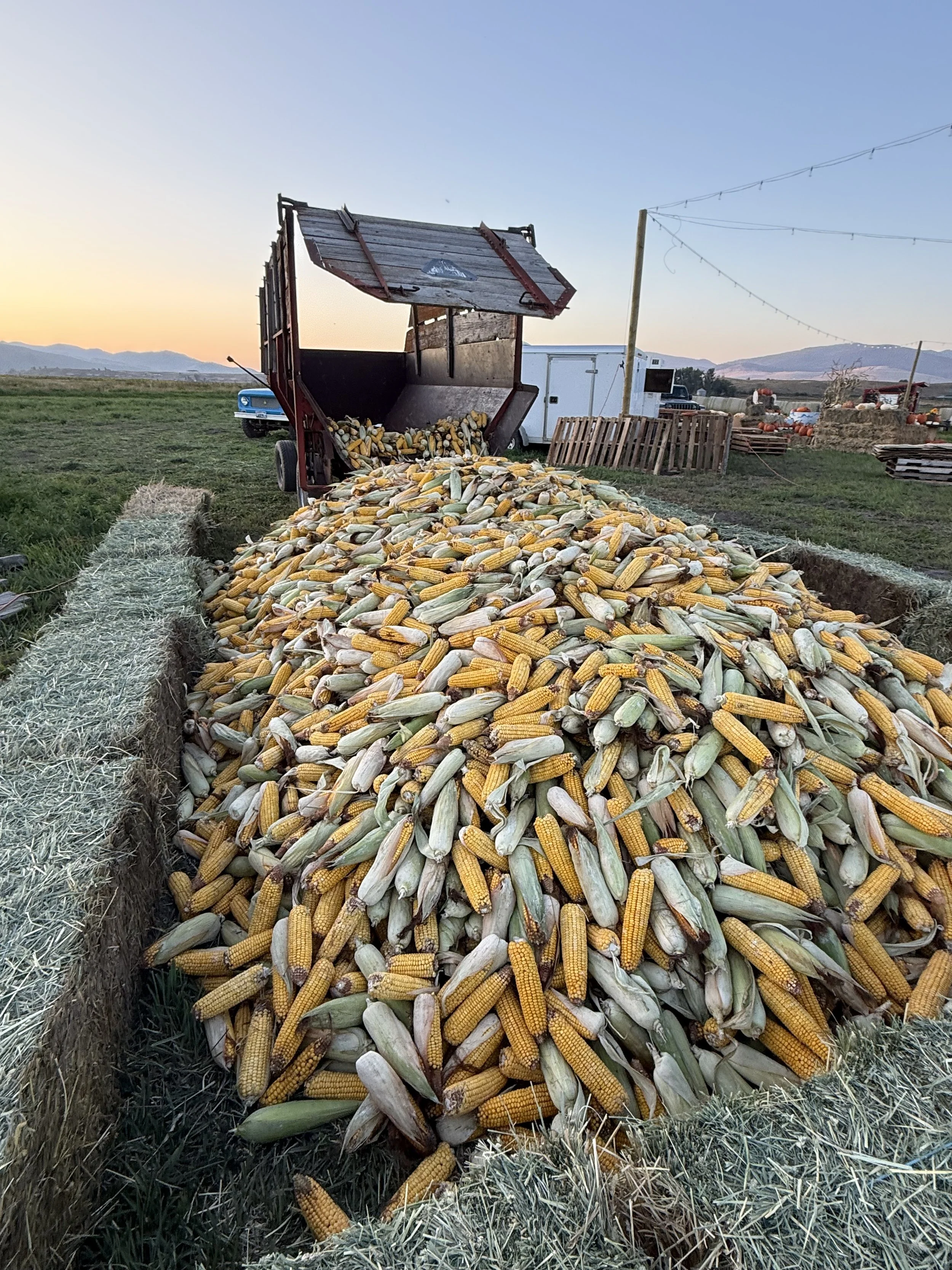 Corn cobs Missoula Fall Fest