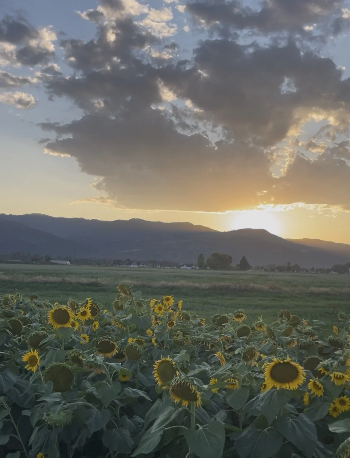 Sun Flowers at sunset Missoula Fall Fest