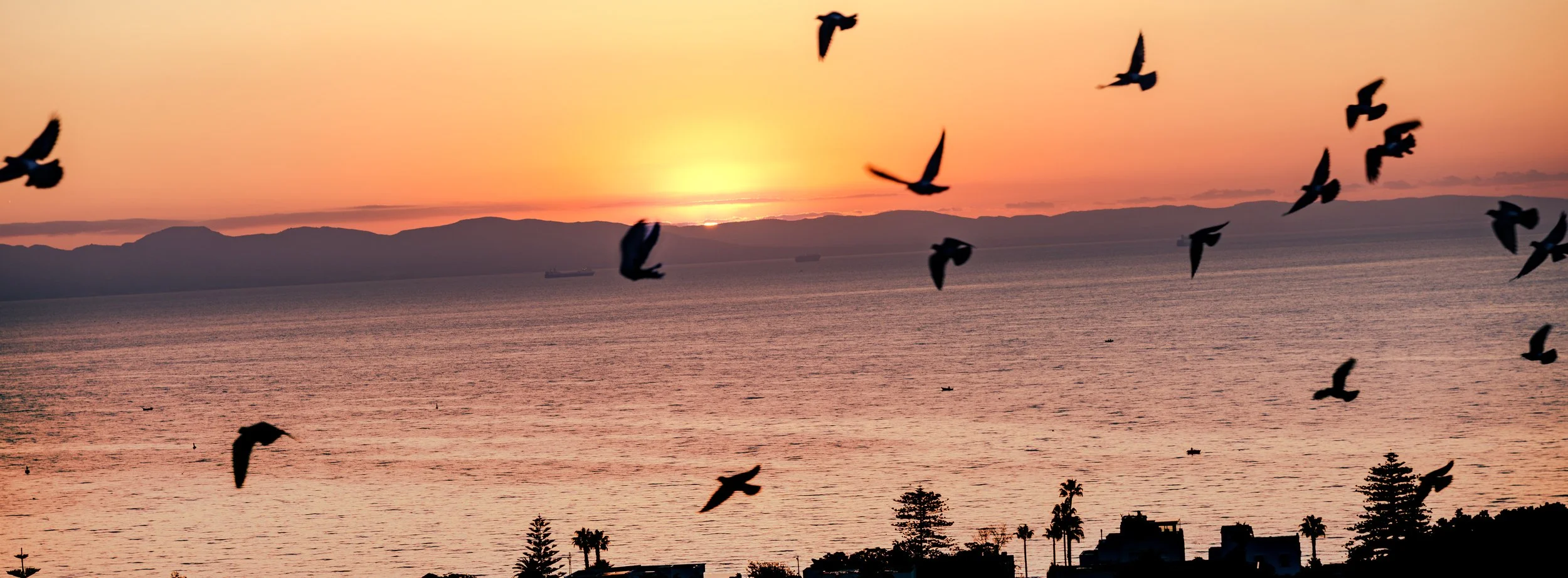 The Birds of Dawn | Carthage, Tunisia | 2025
