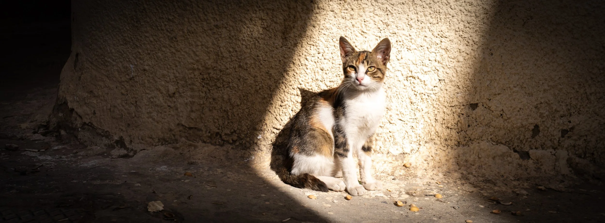 A Million Cats of Tunis | Tunis, Tunisia | 2025