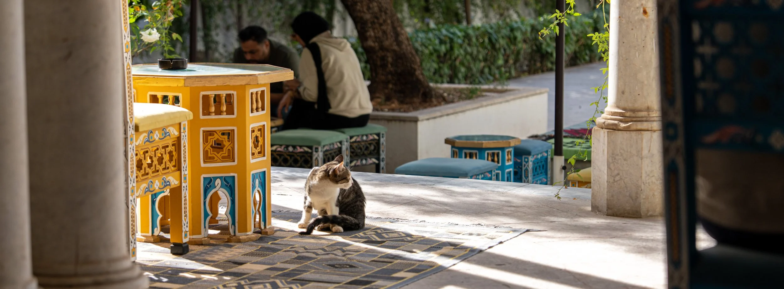 Bardo the Cat | Tunis, Tunisia | 2025 