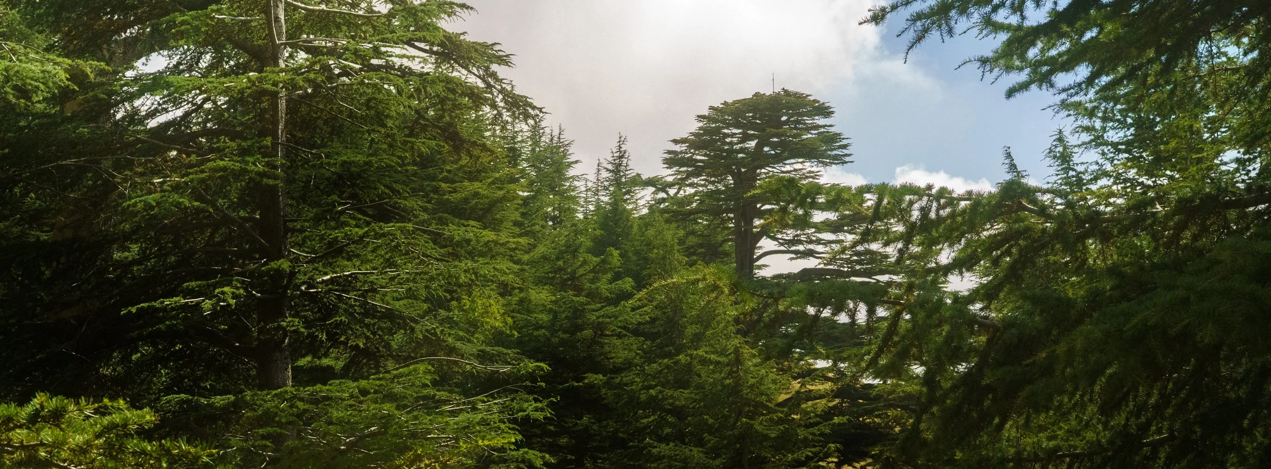 The Cedars | Shouf, Lebanon | July 2024