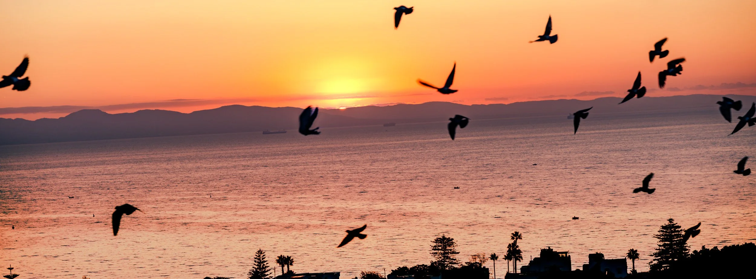 The Birds of Dawn | Carthage, Tunisia | 2025