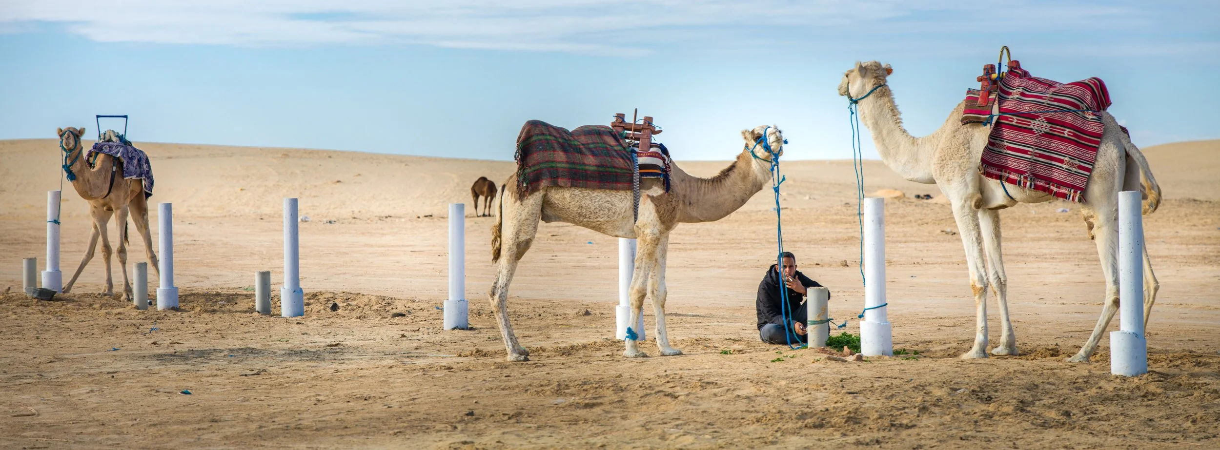 The Camels Don’t Smoke | Chott el Gharsa, Tunisia | 2025