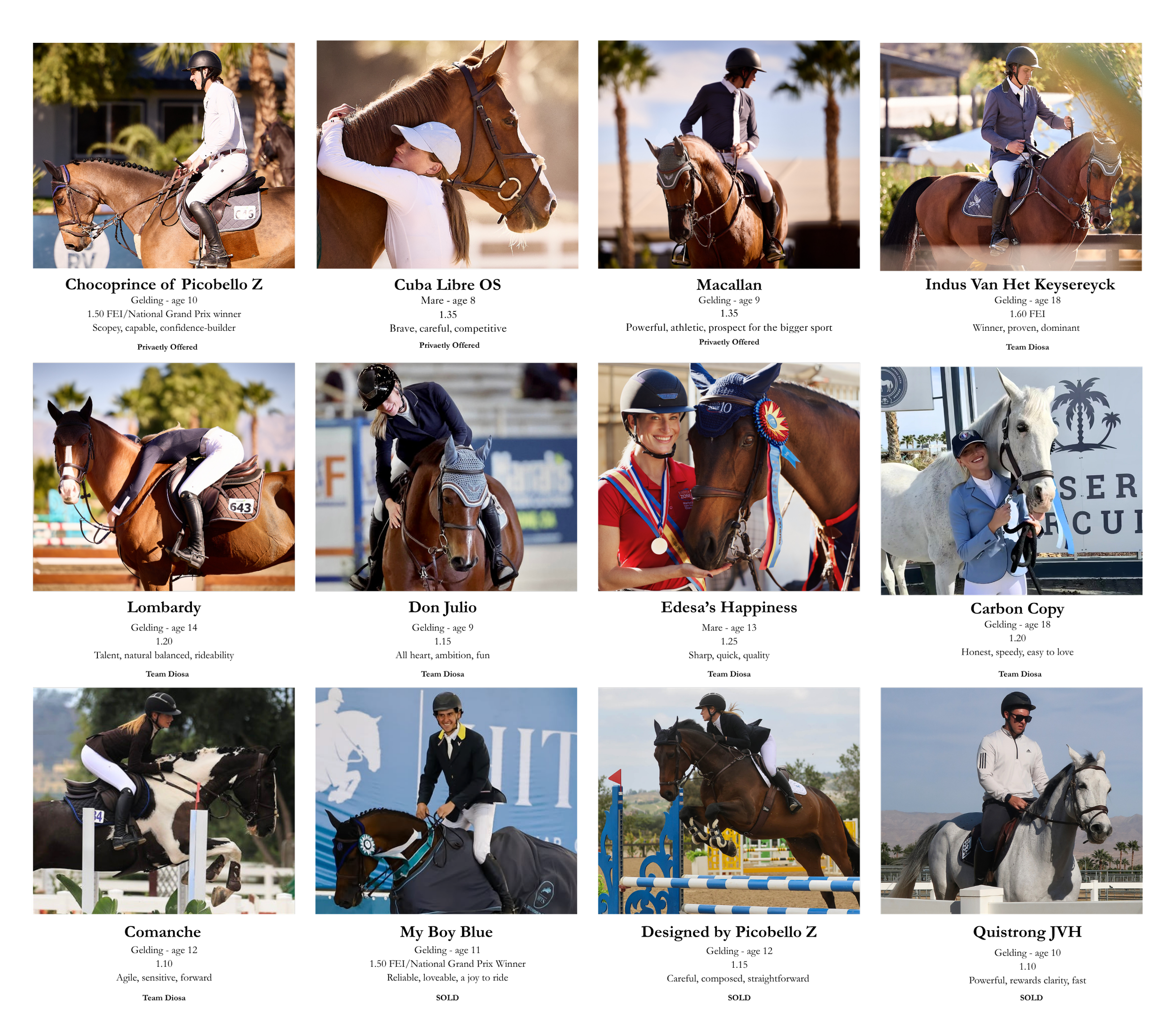 Cuba show jumping mare 1.30m jumper, Macallan show jumping gelding, prospective Gran Indus Grand Prix, FEI jumper, horse mid jump oxer, Lombardy show jumping horse hug, flatwork training, Happy amateur jumper horse, spicy and small, winner